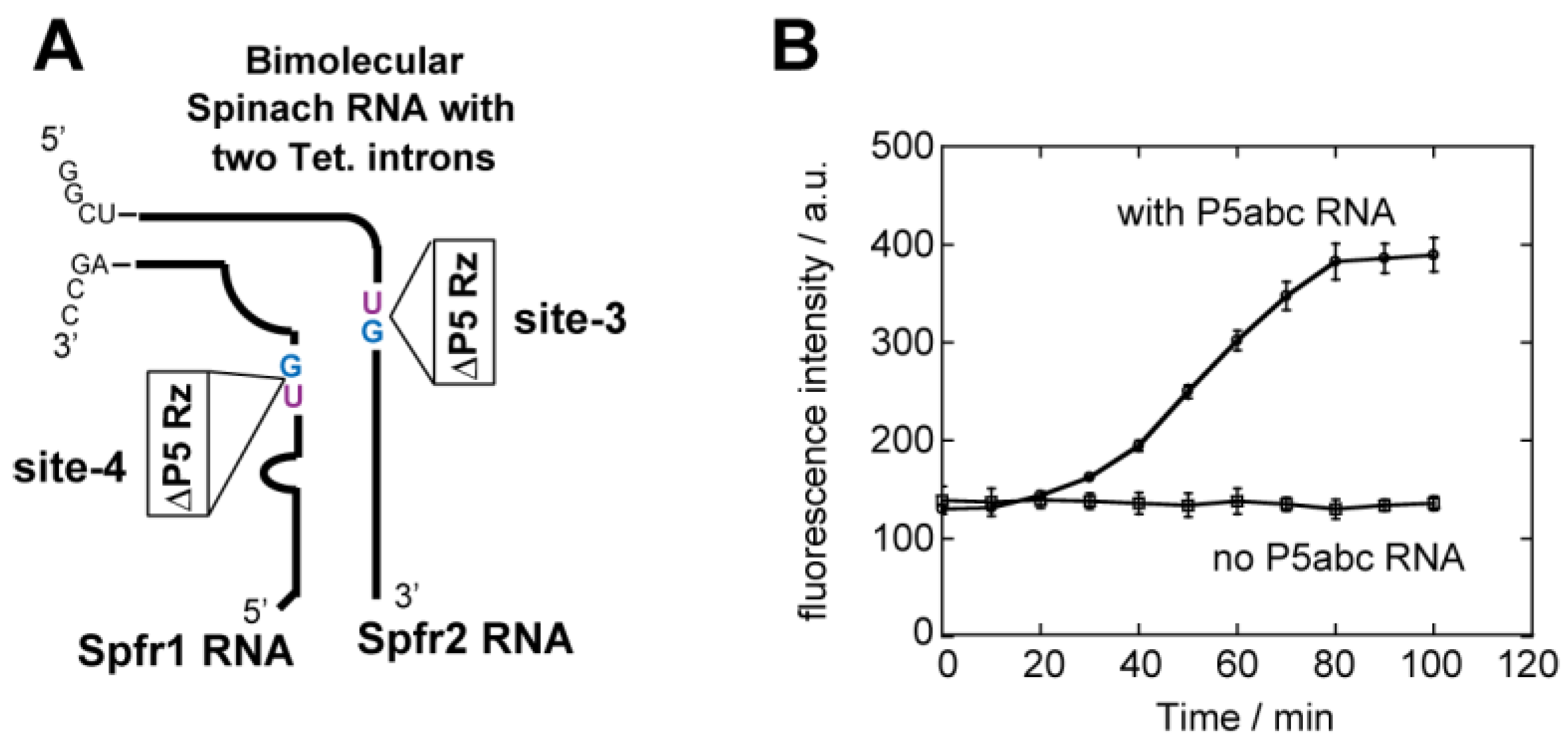Biology 05 00043 g006