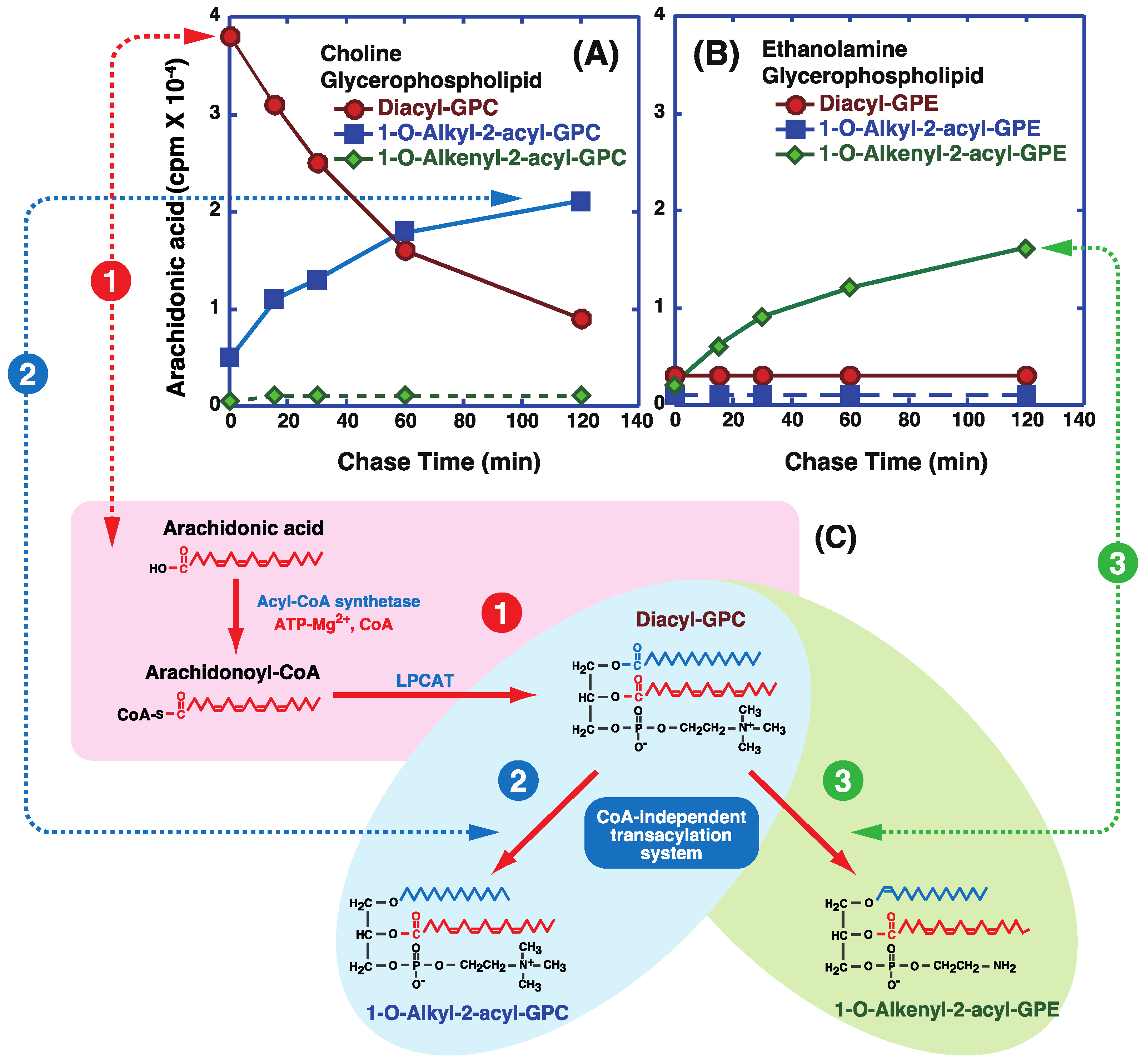 Biology 06 00023 g005