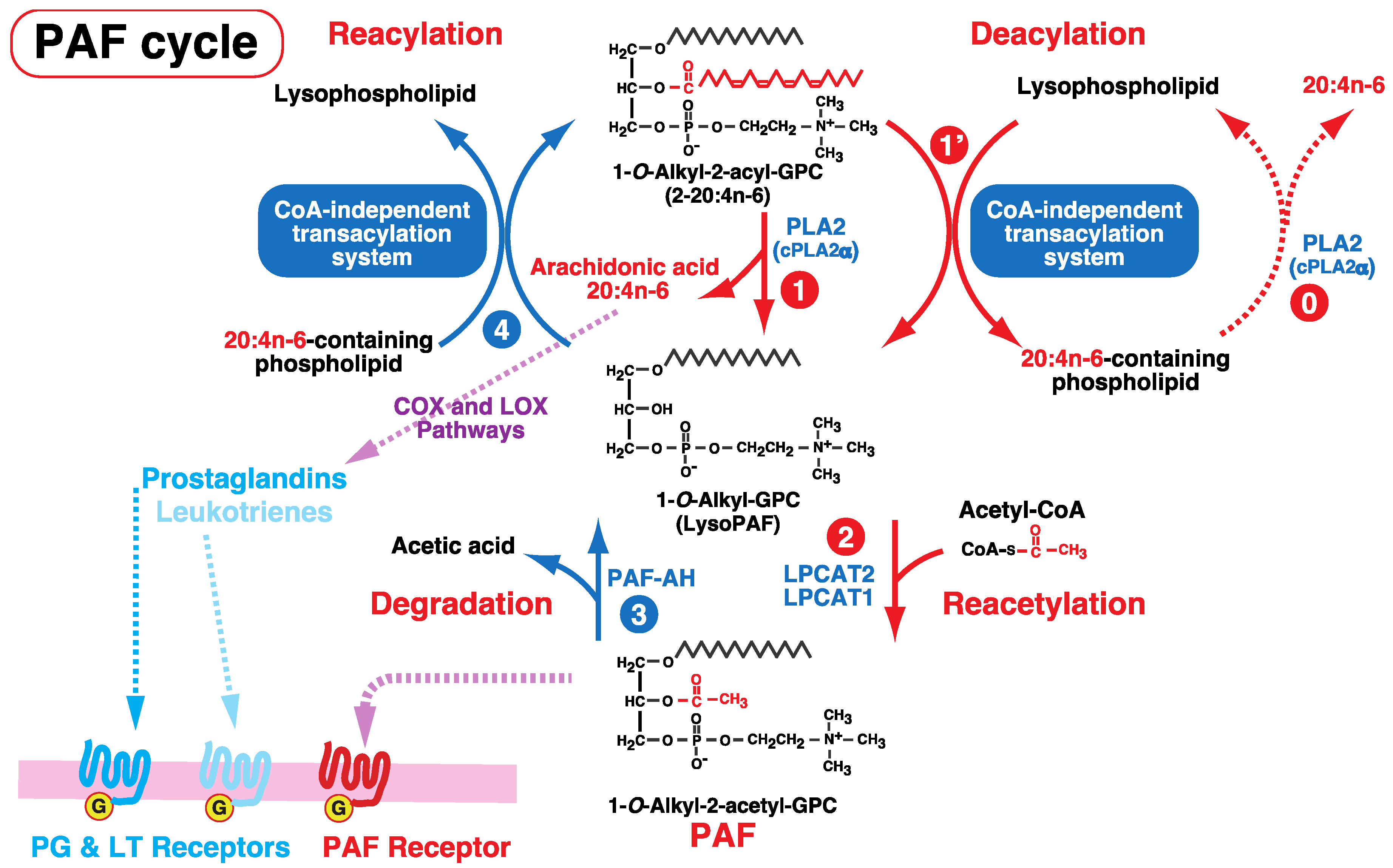 Biology 06 00023 g006