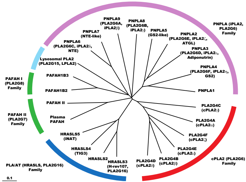 Biology 06 00023 g008