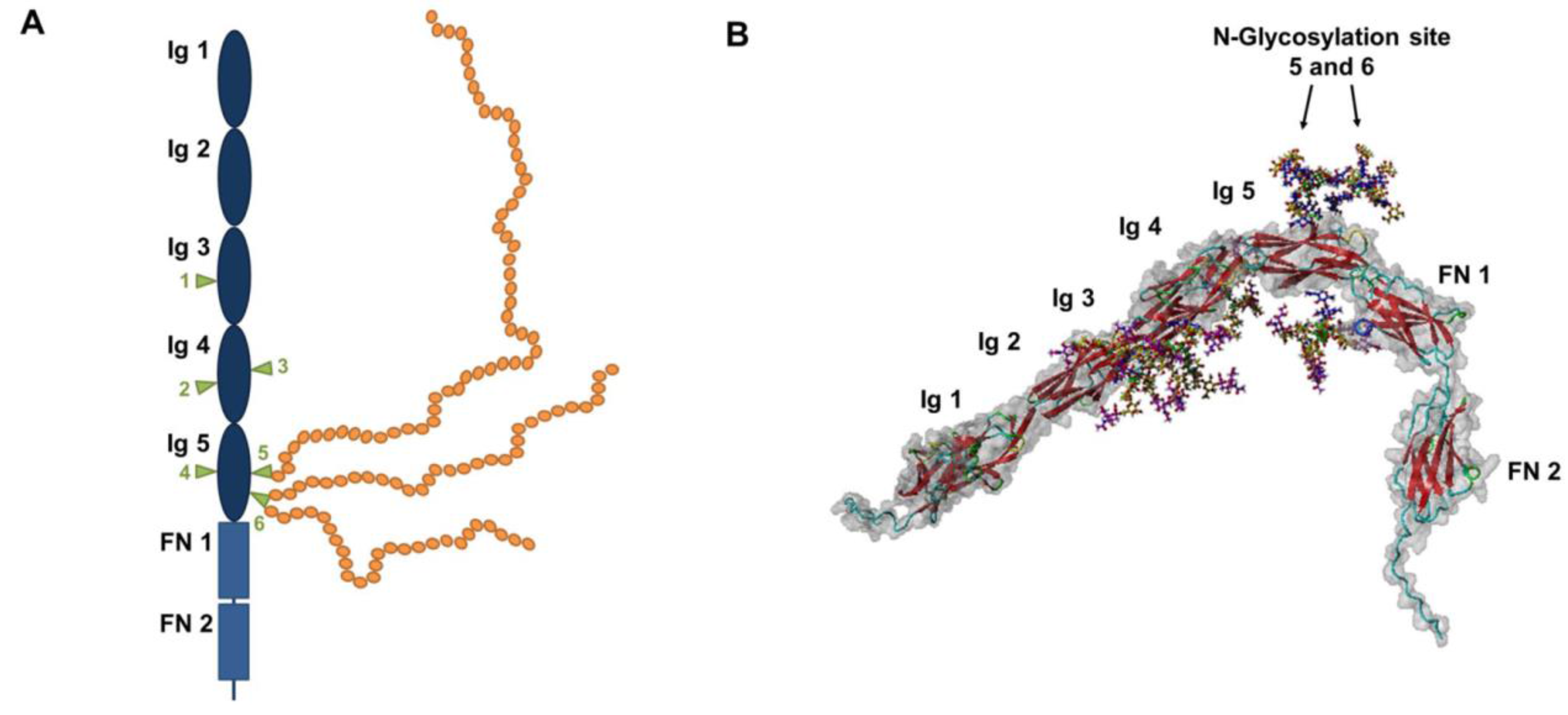 Biology 06 00027 g002