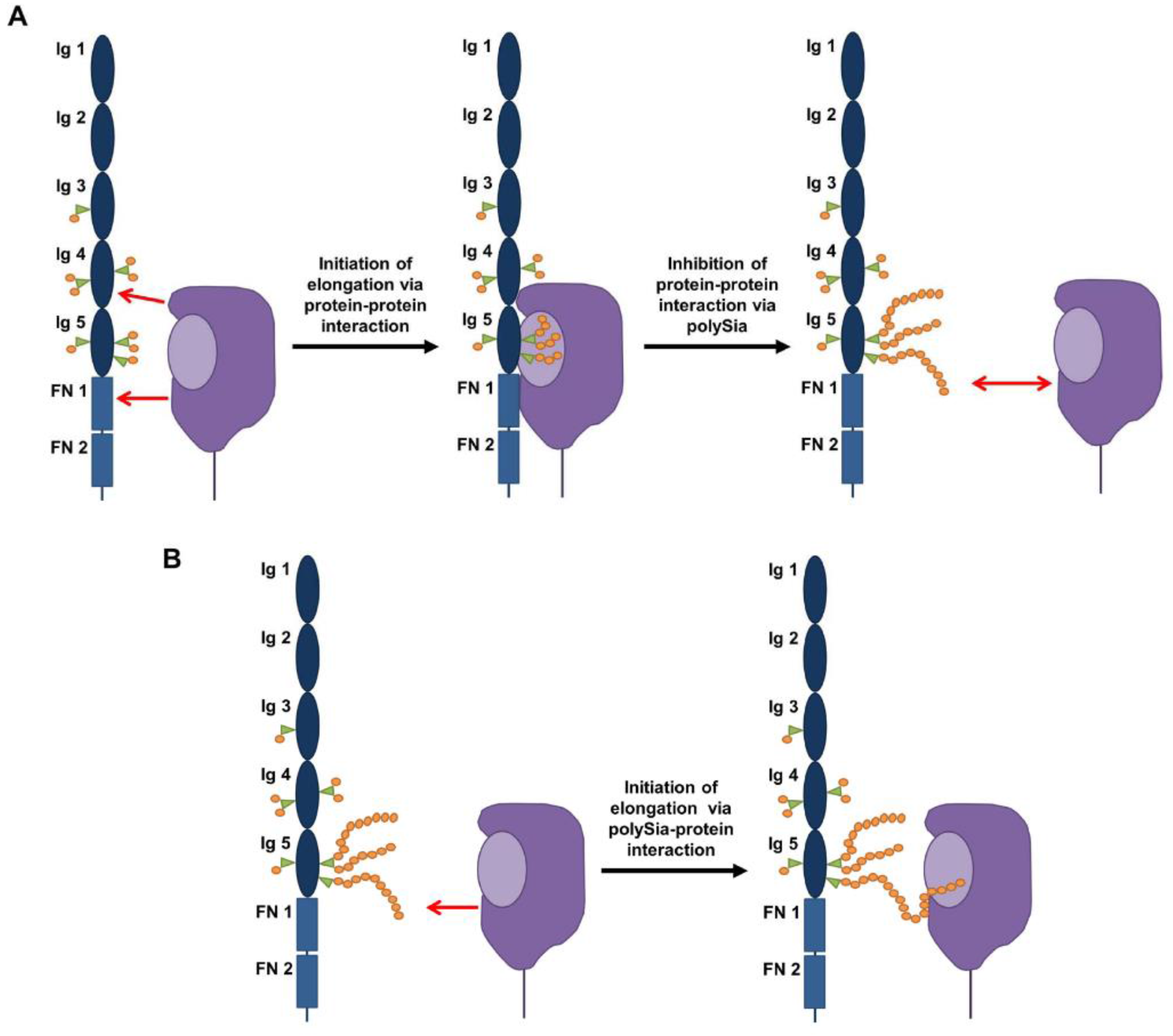Biology 06 00027 g004