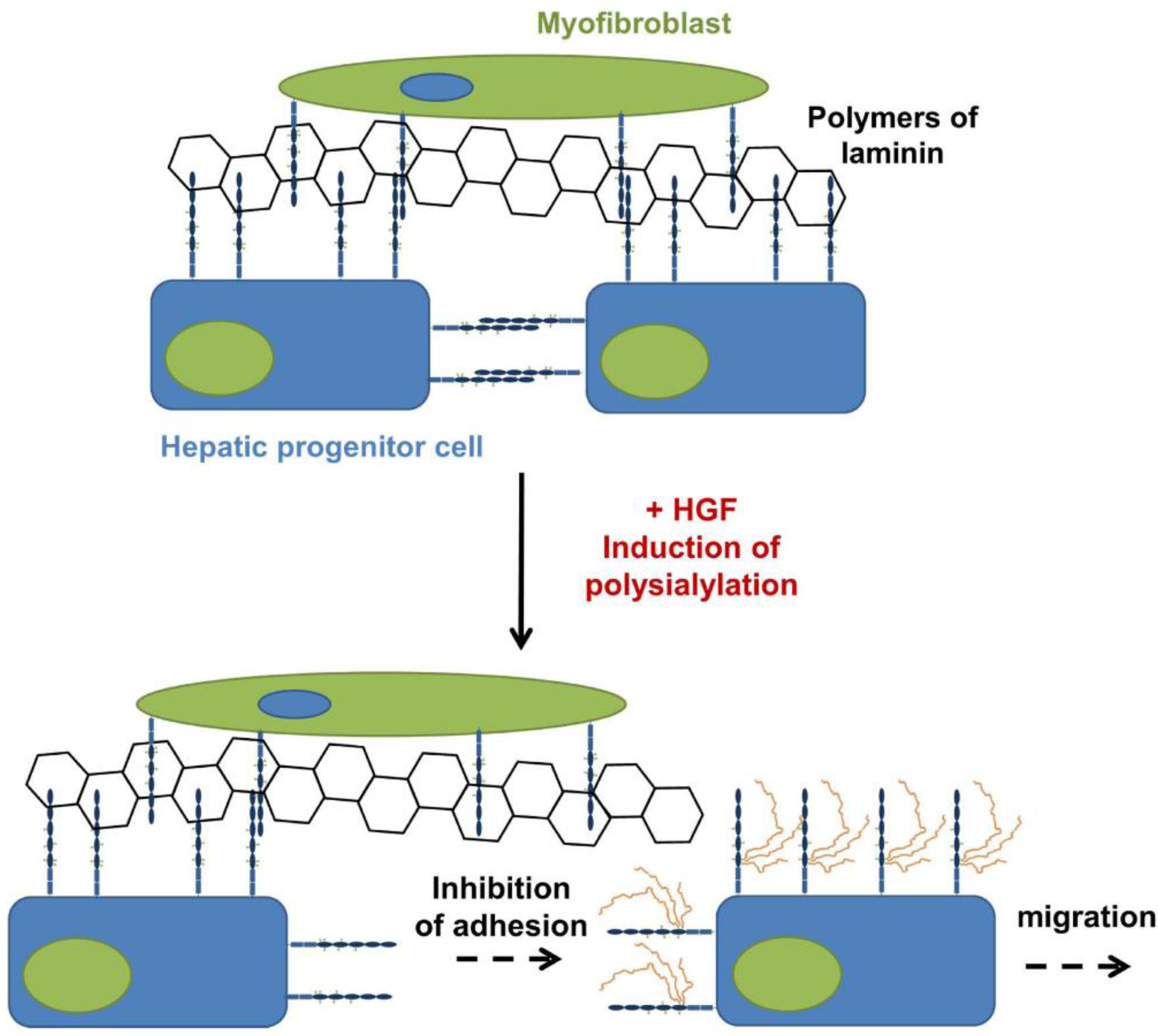 Biology 06 00027 g005