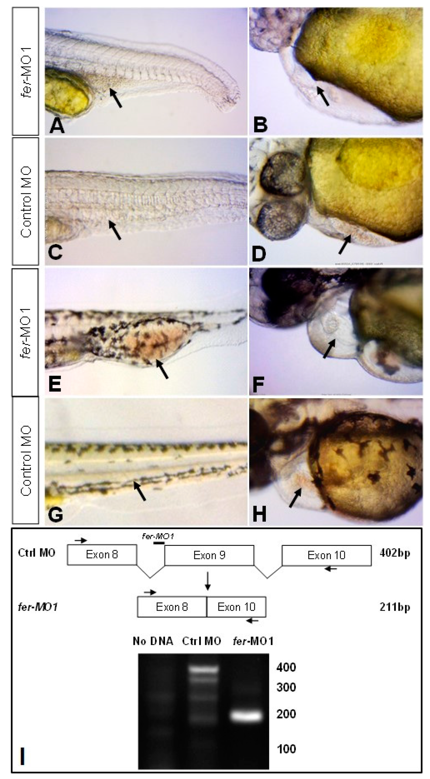 Biology 06 00040 g002