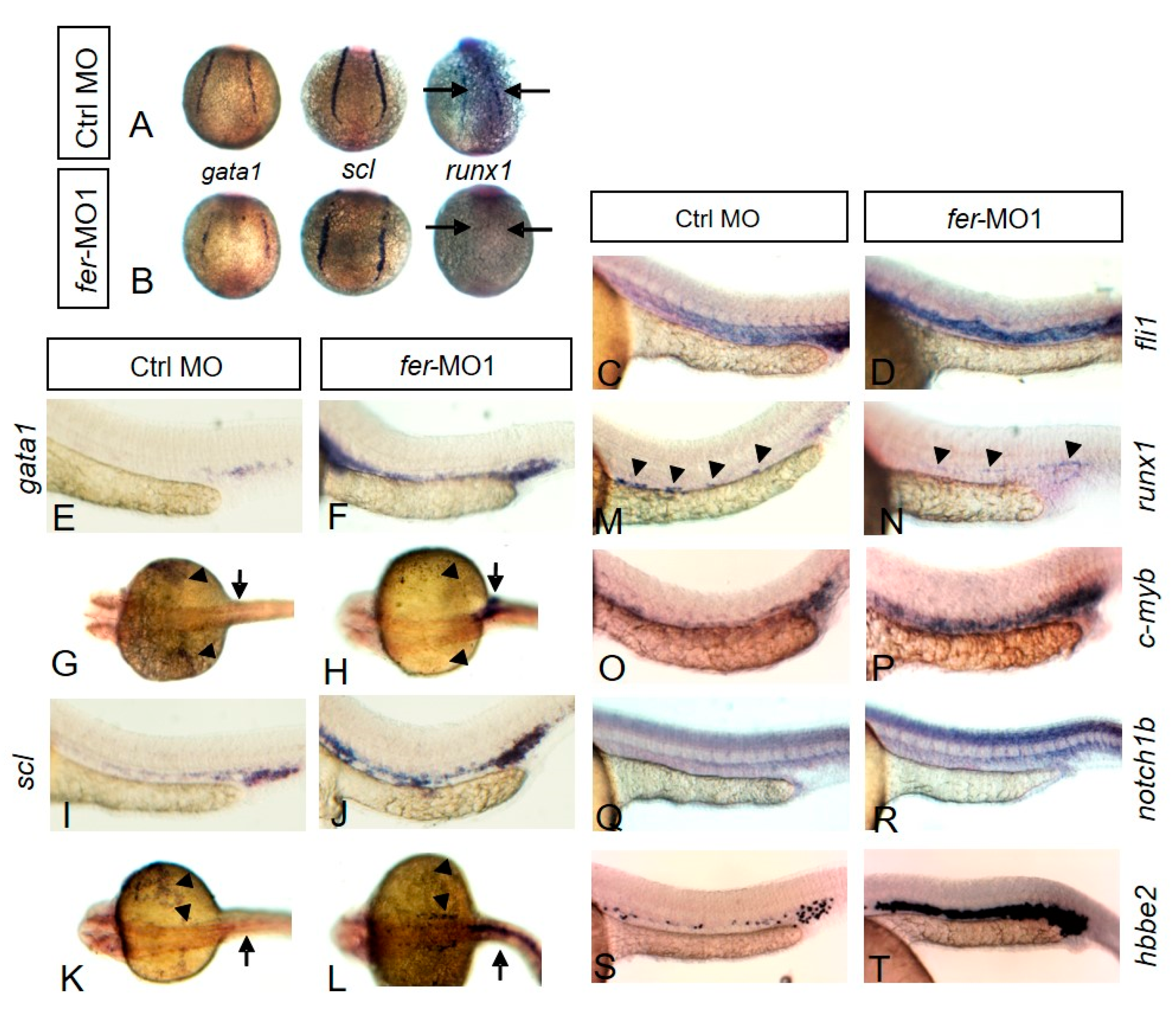 Biology 06 00040 g006
