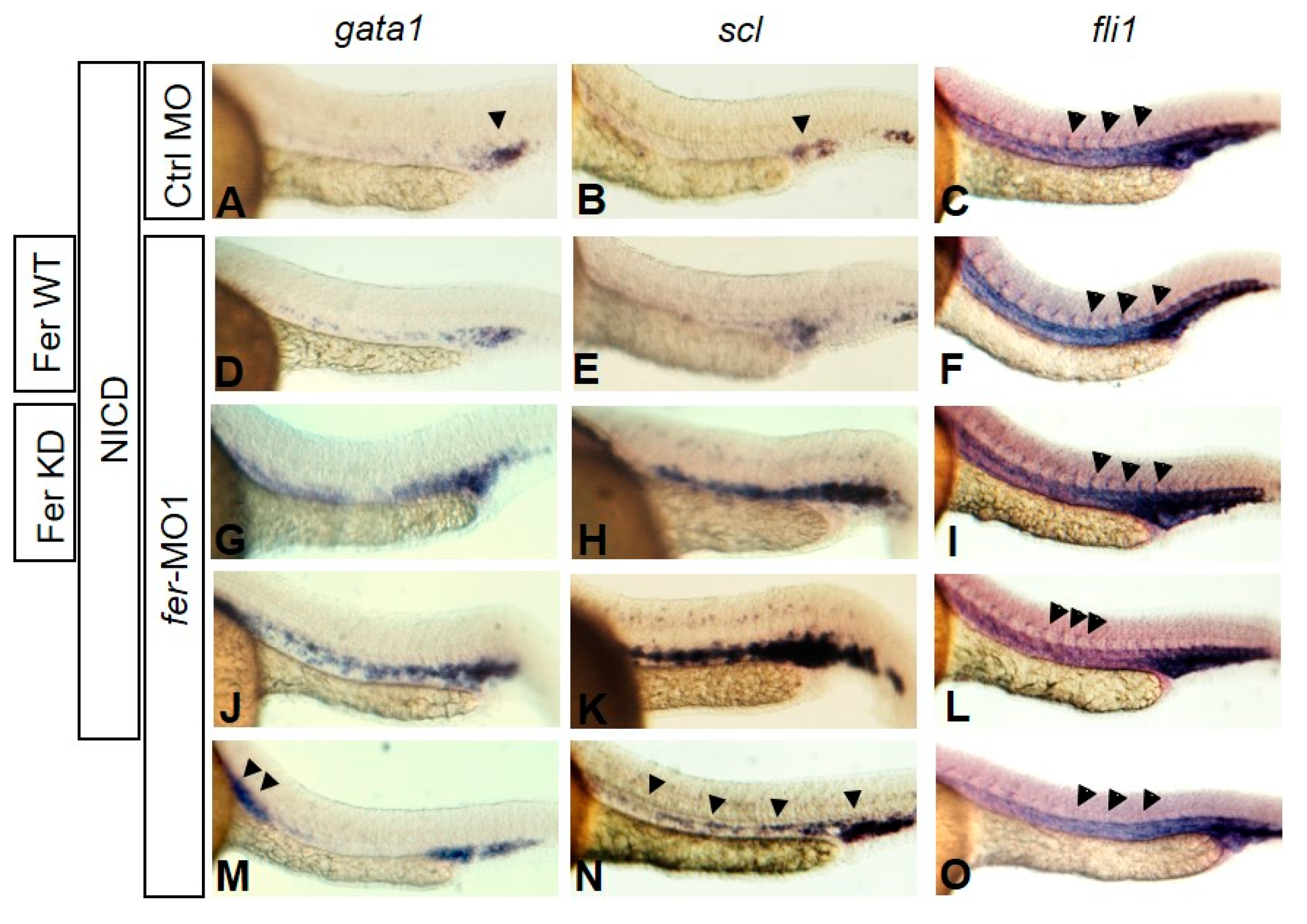 Biology 06 00040 g008