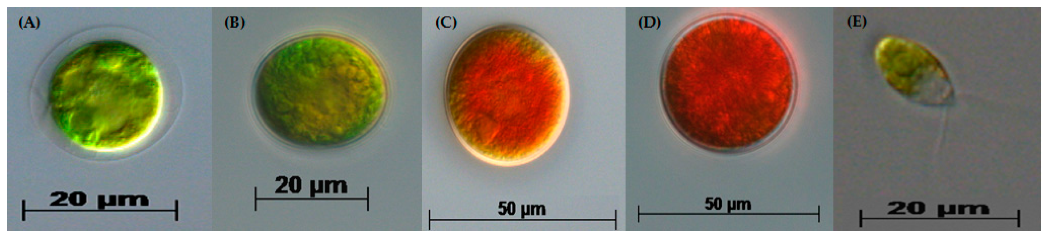 Biology 07 00002 g001