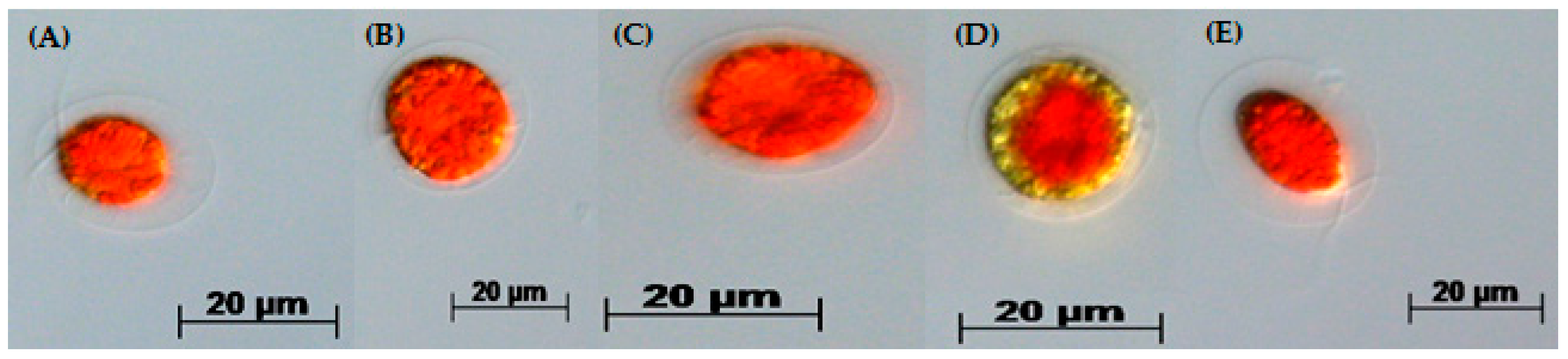 Biology 07 00002 g003