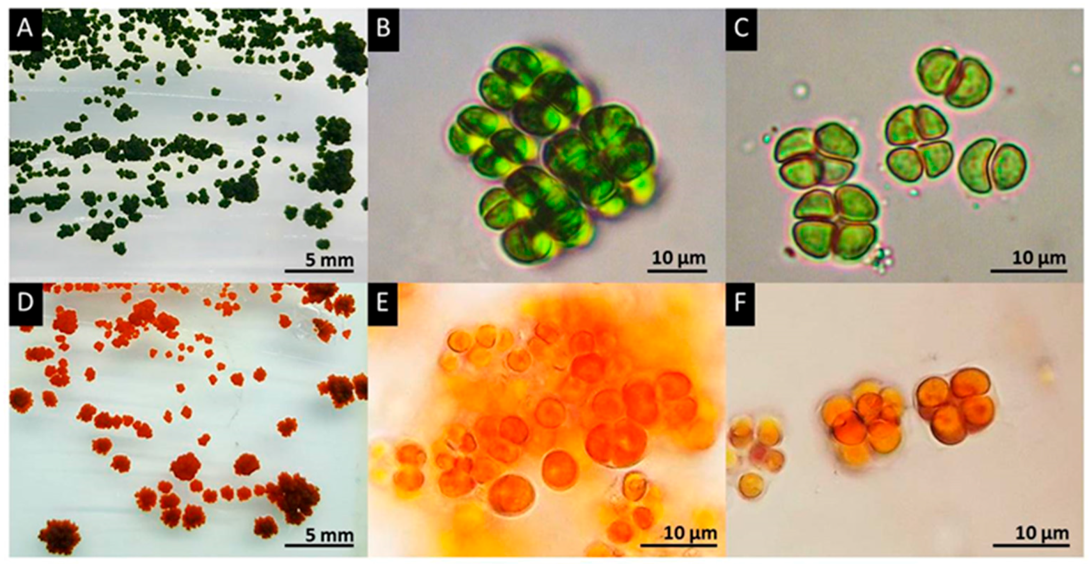 Biology 07 00017 g001
