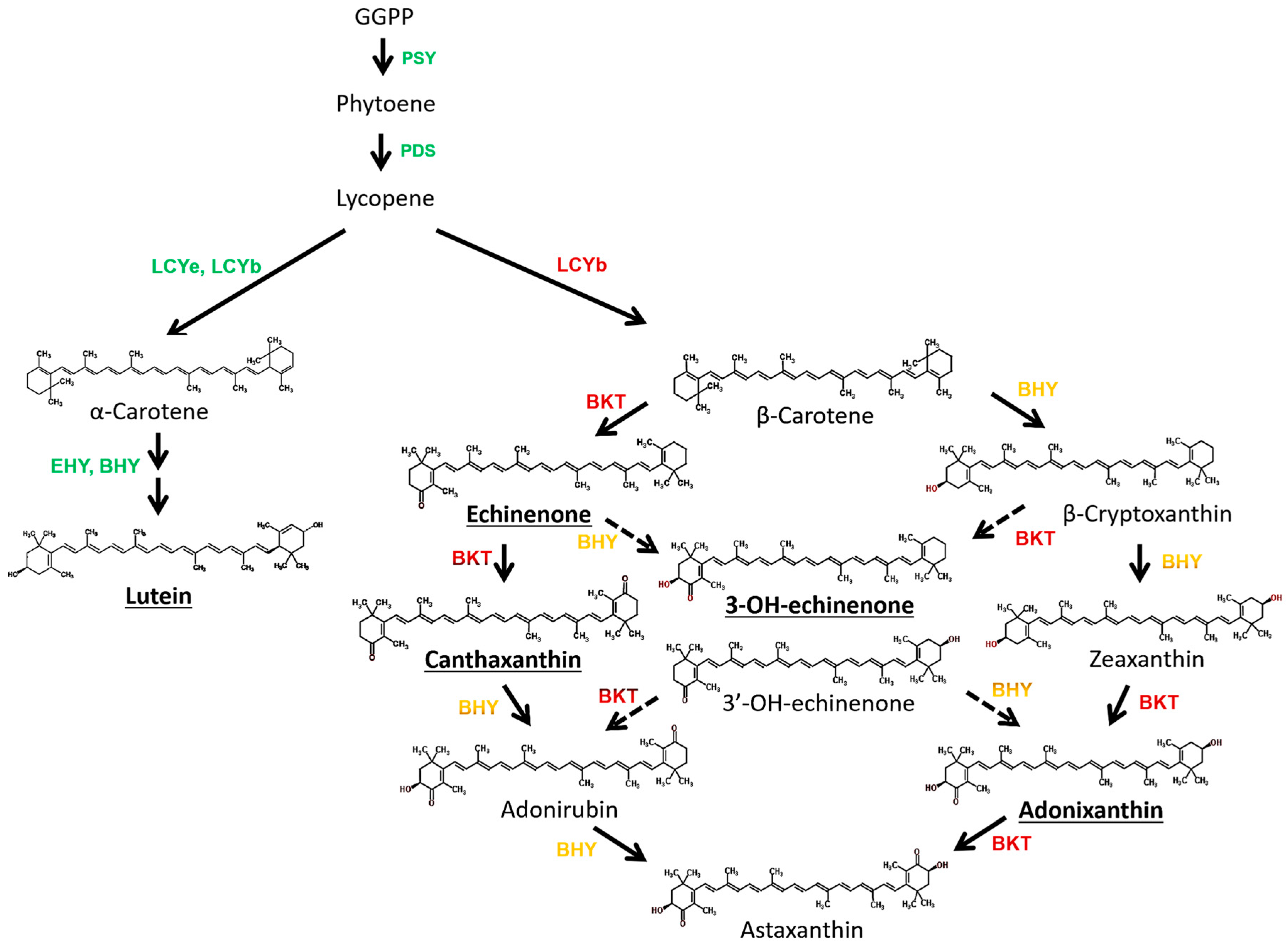 Biology 07 00017 g006