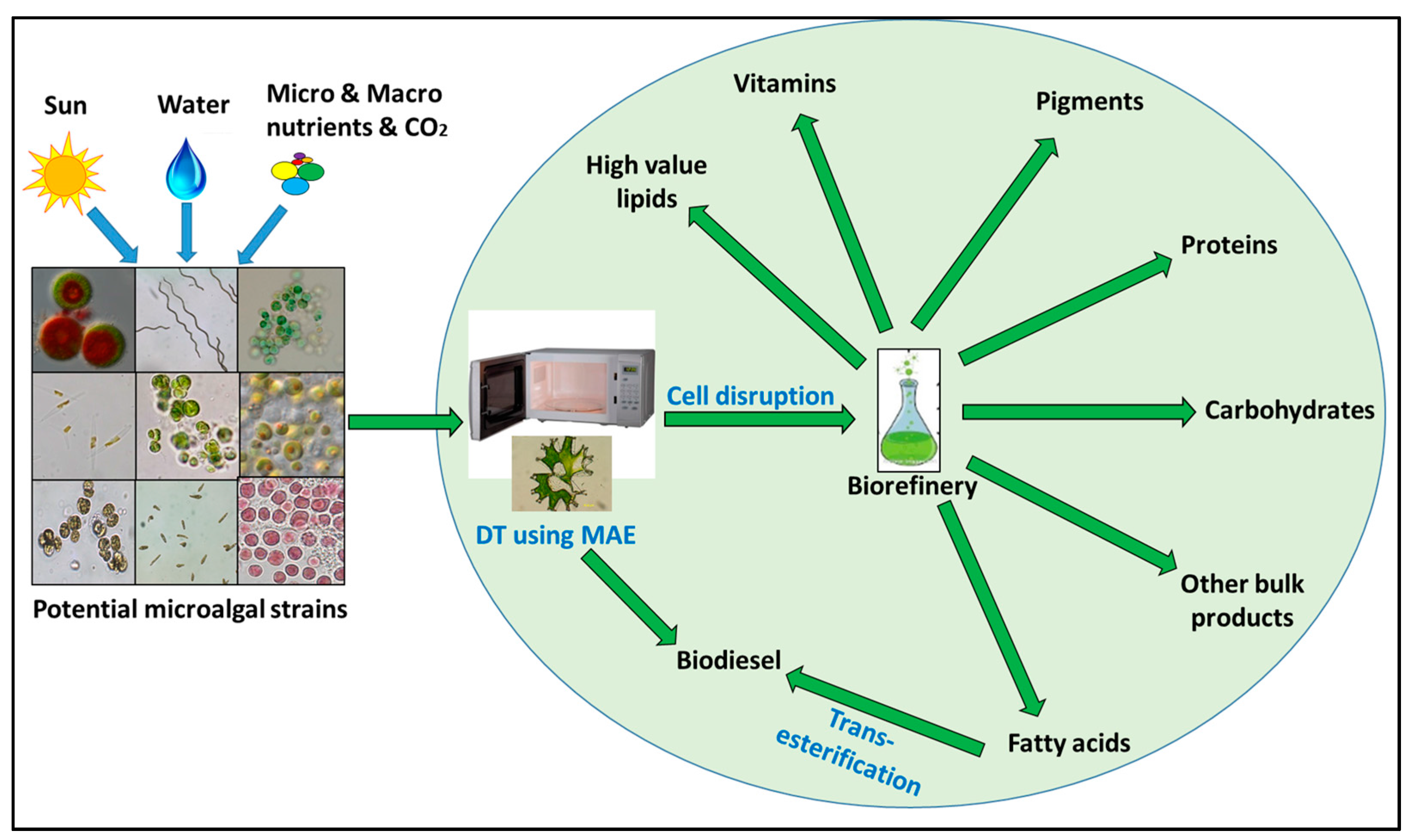 Biology 07 00018 g002