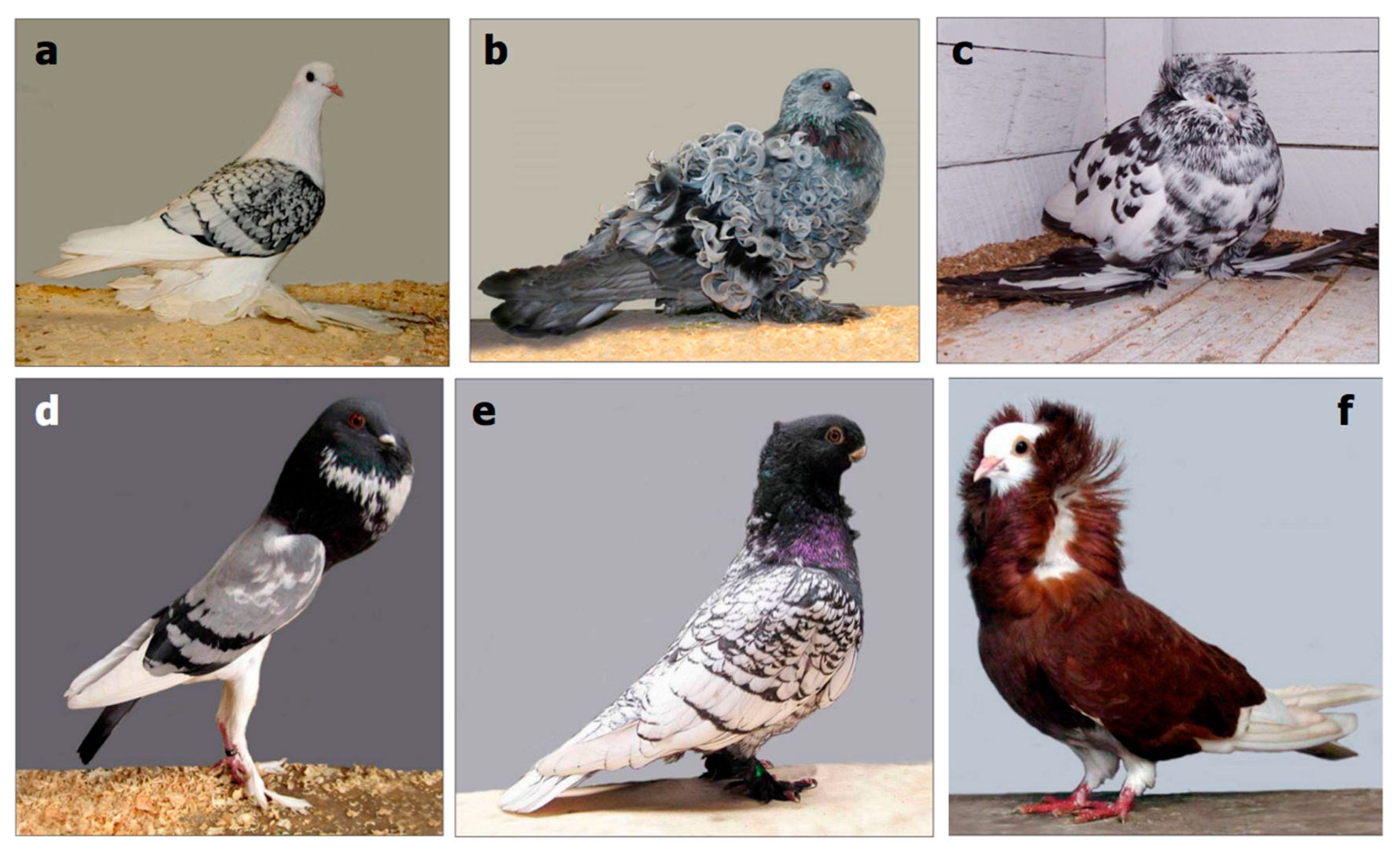 Biology 07 00020 g002 Biology 07 00020 g002