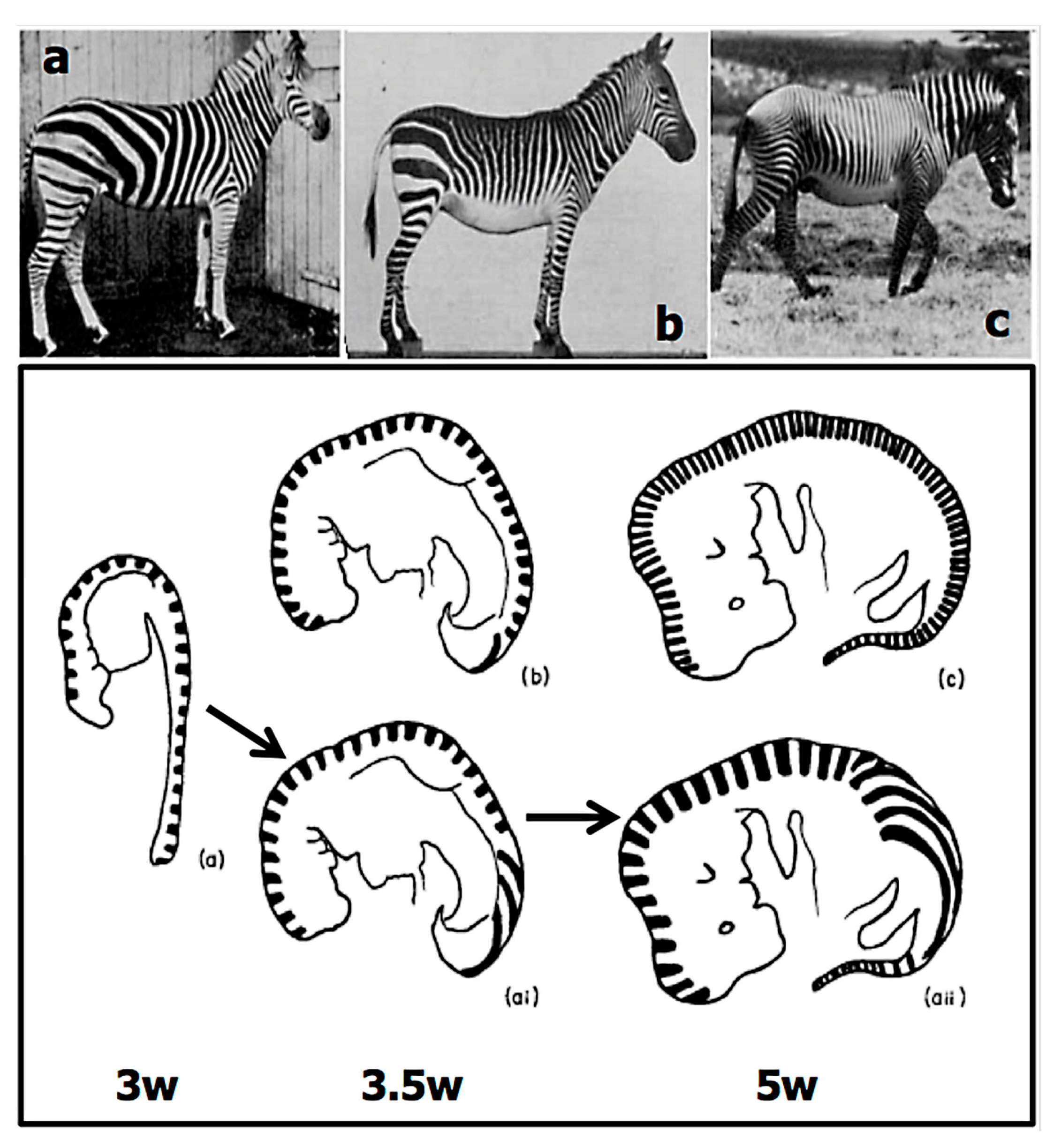 Biology 07 00020 g005 Biology 07 00020 g005