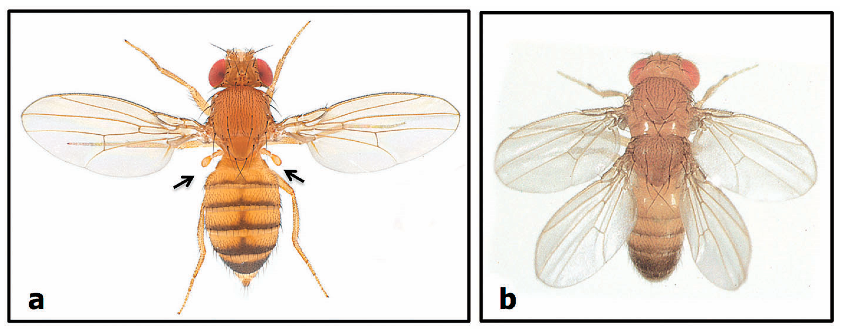 Biology 07 00020 g006 Biology 07 00020 g006