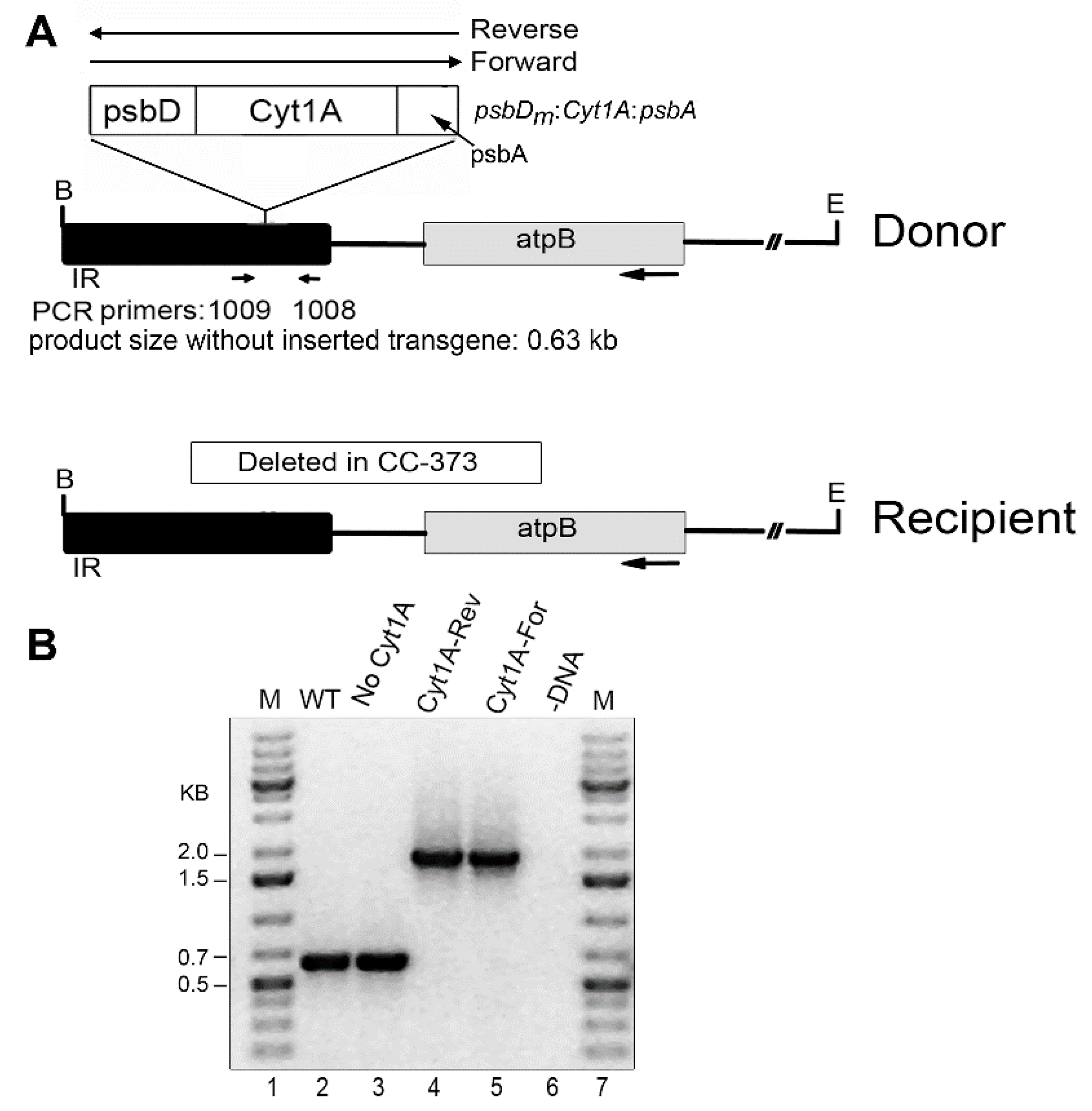 Biology 07 00029 g001
