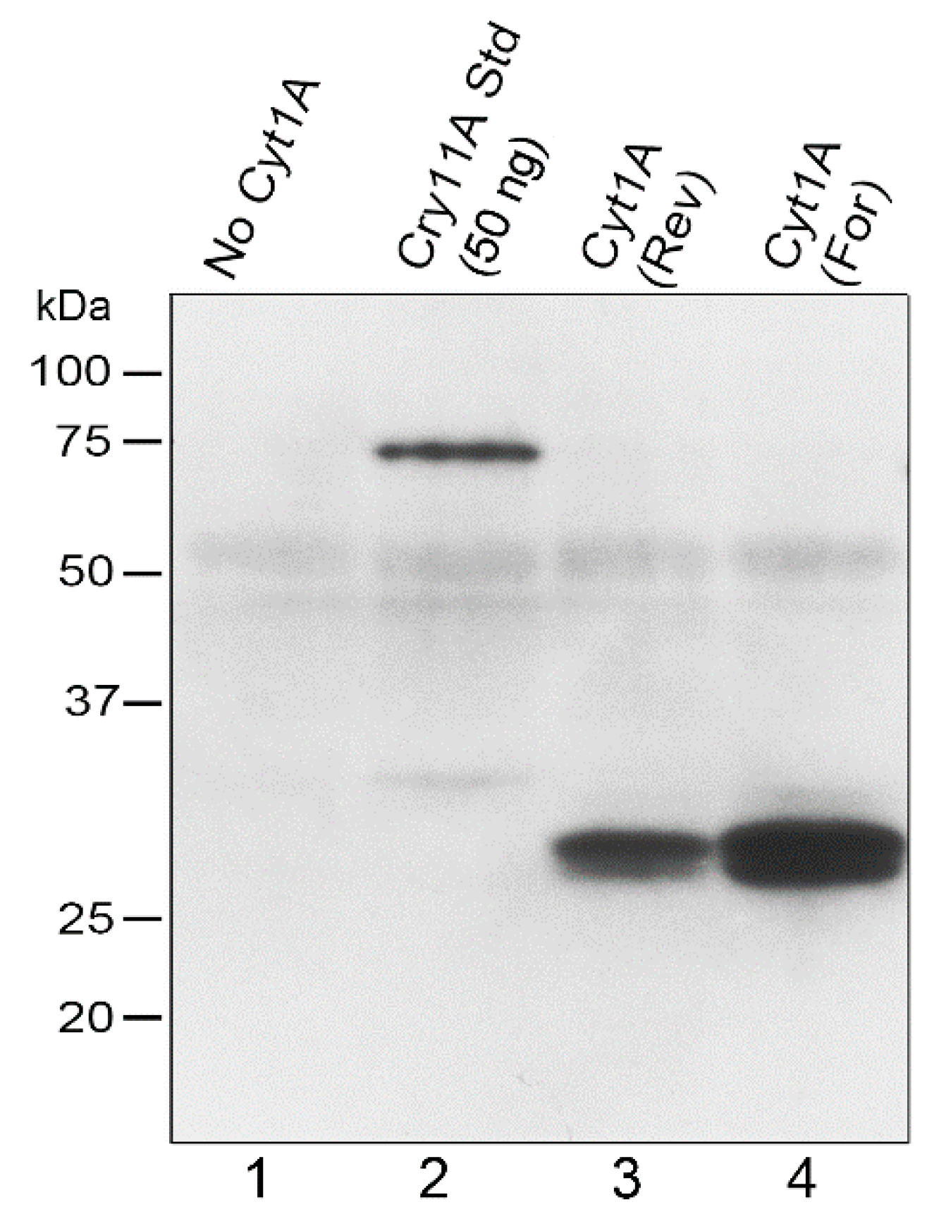 Biology 07 00029 g002