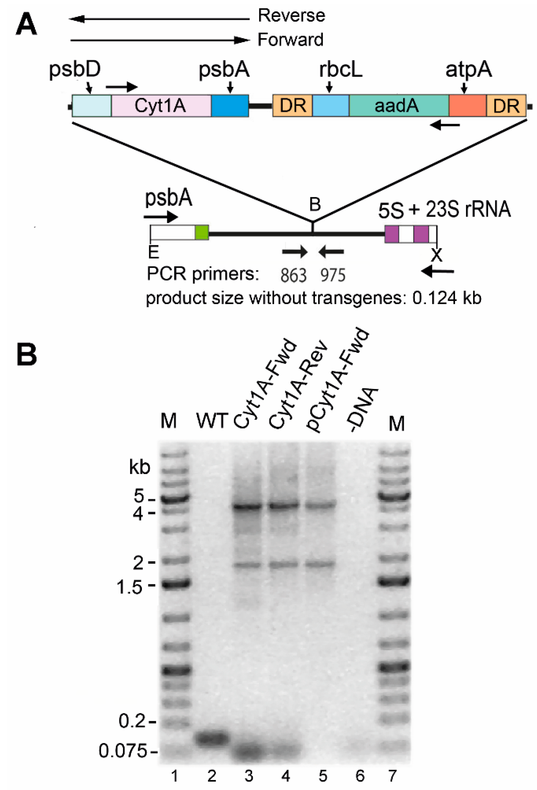 Biology 07 00029 g004