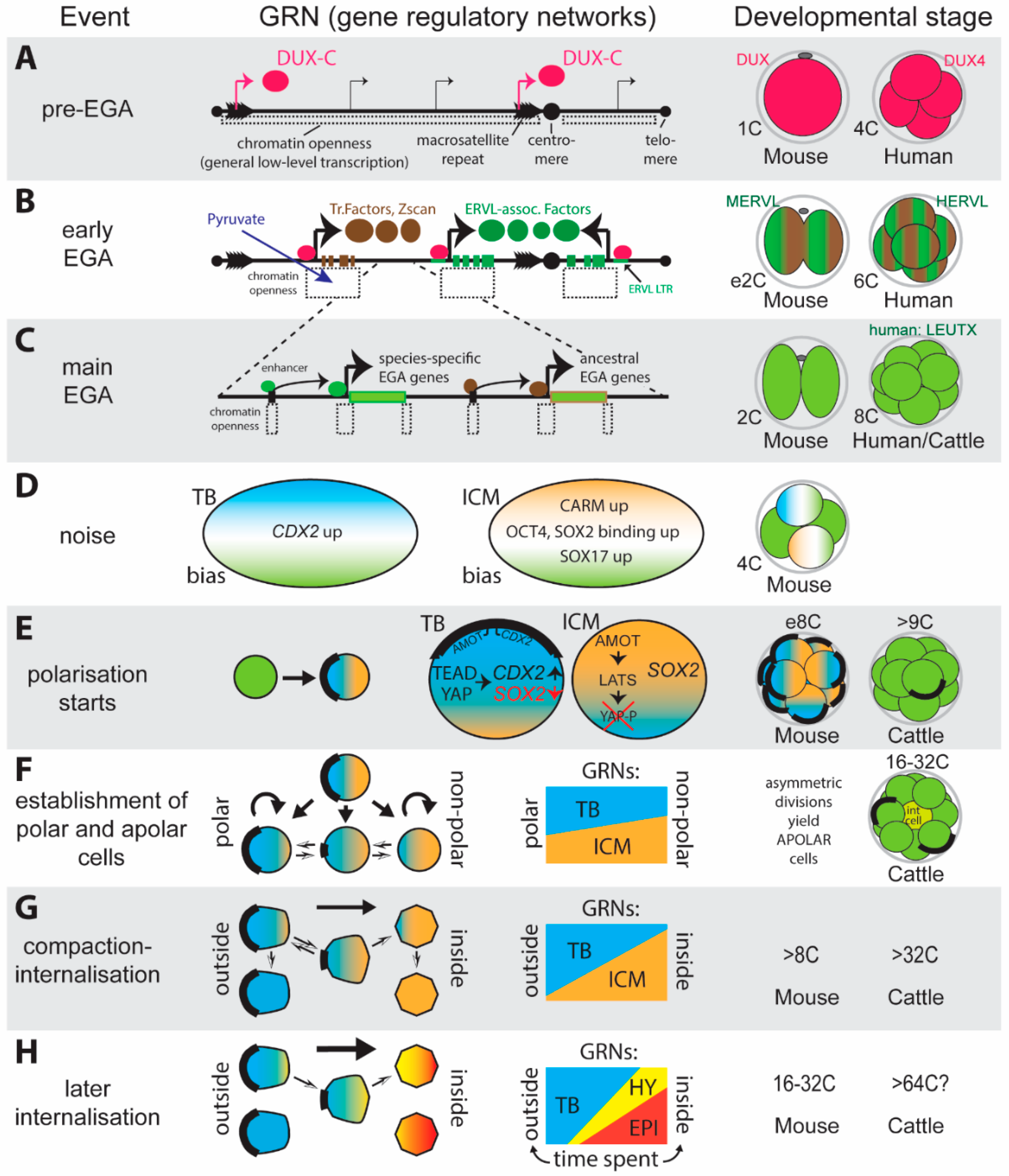 Biology 07 00041 g003