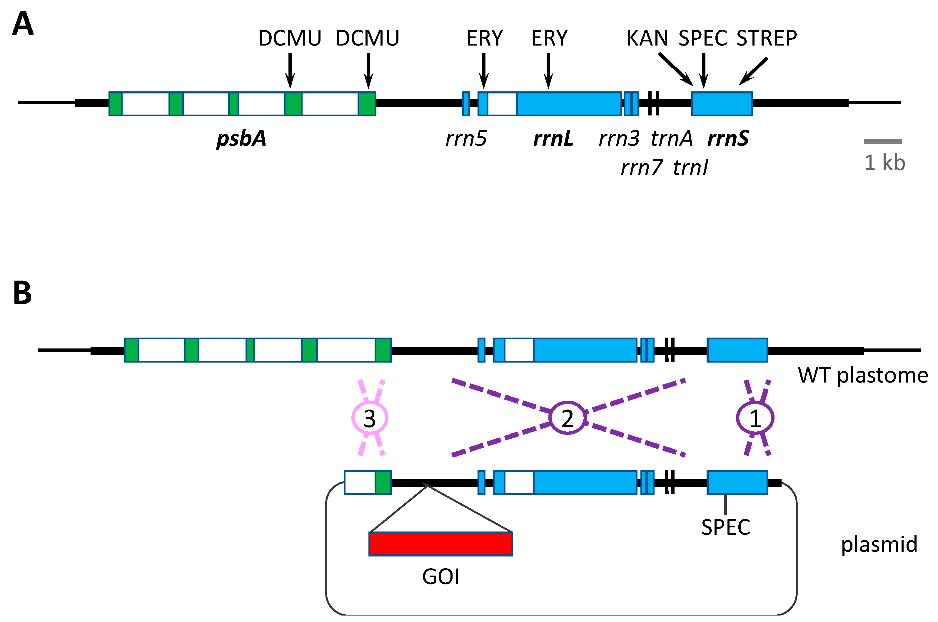 Biology 07 00046 g003