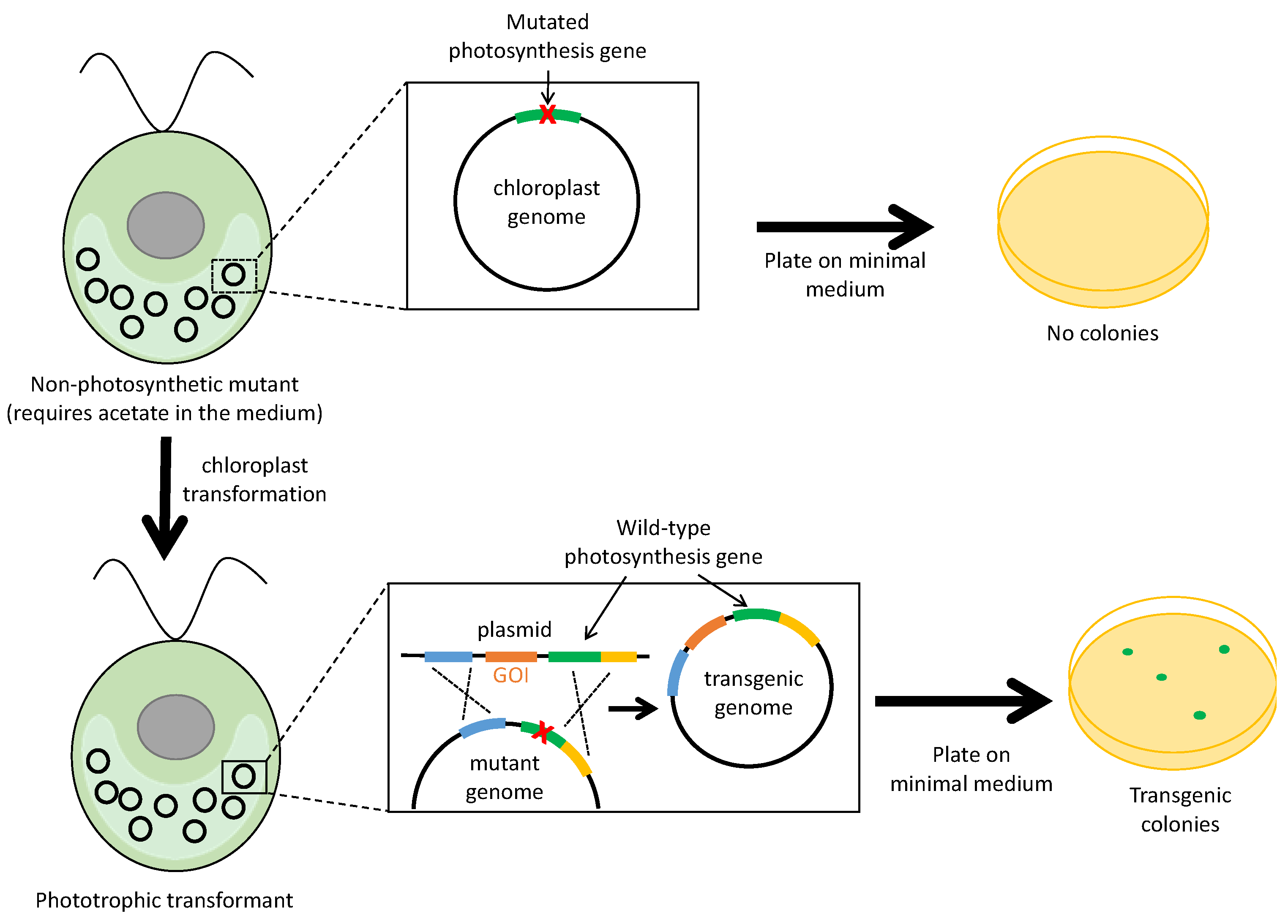 Biology 07 00046 g004