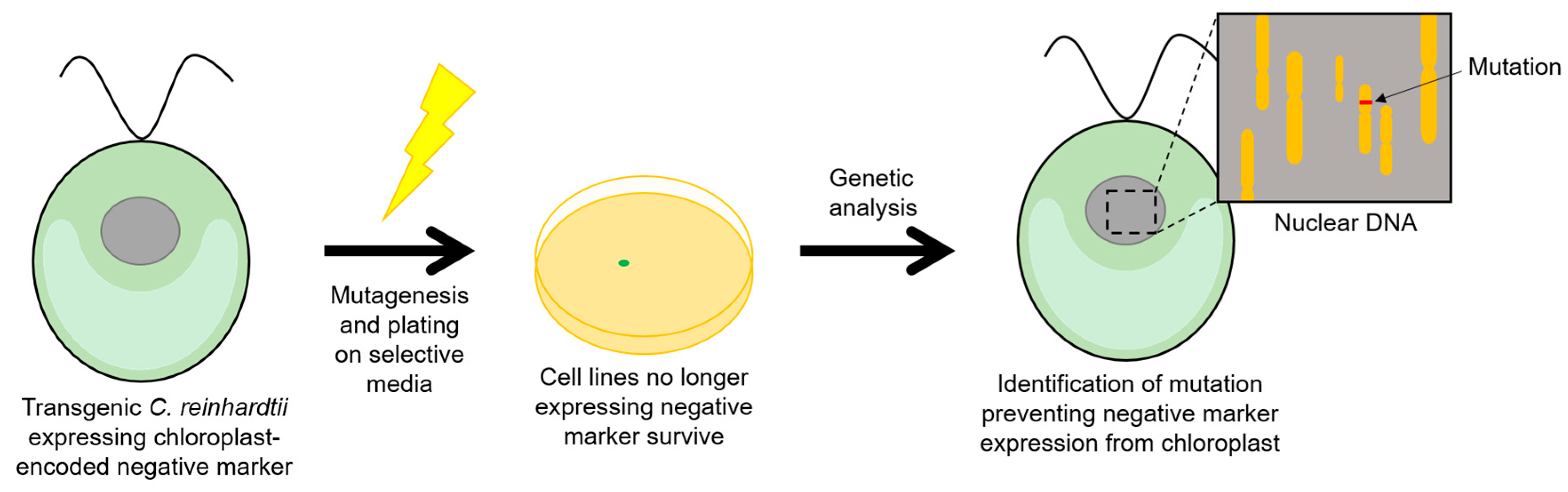 Biology 07 00046 g005
