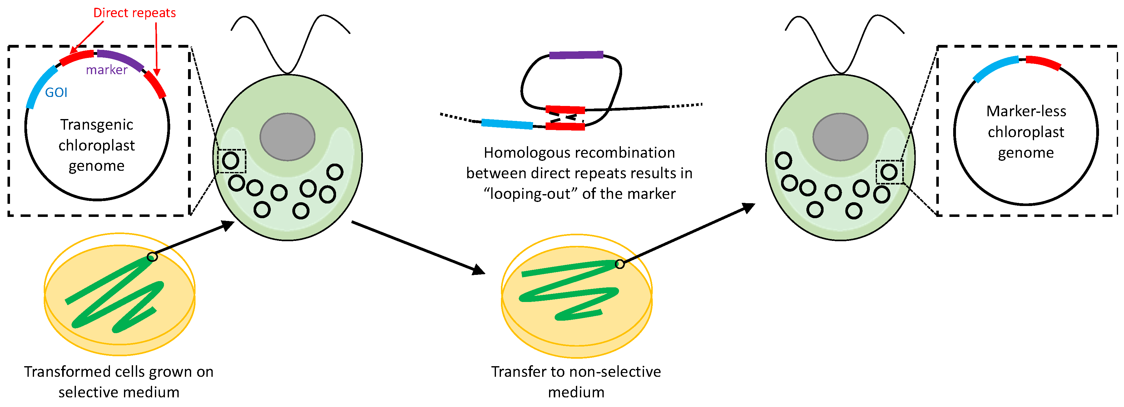 Biology 07 00046 g006