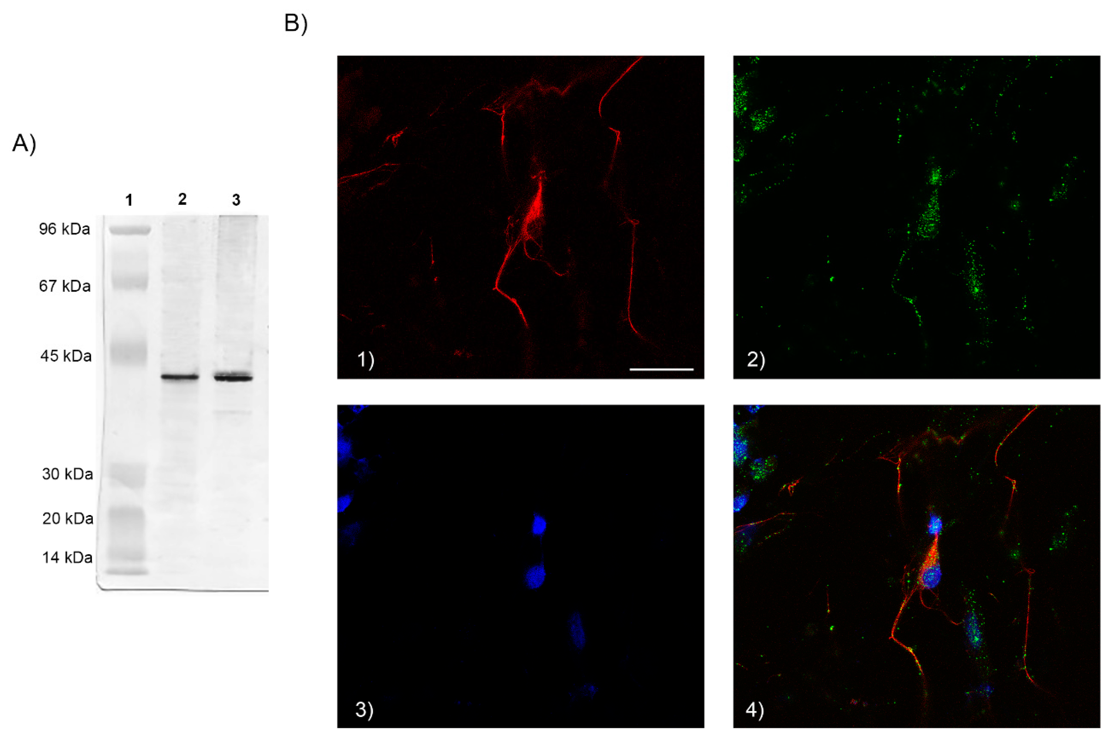 Biology 08 00004 g001 Biology 08 00004 g001