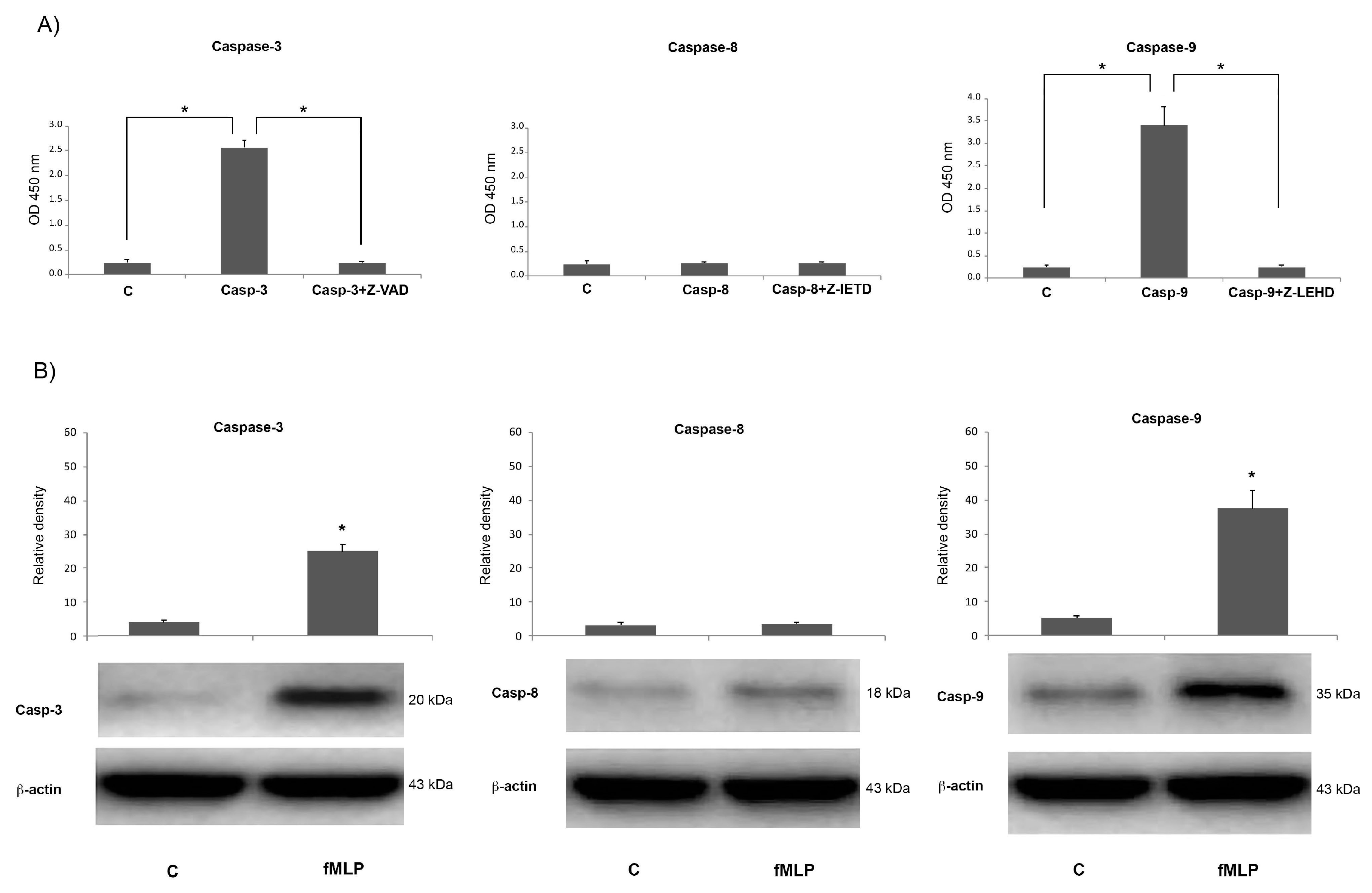 Biology 08 00004 g004 Biology 08 00004 g004