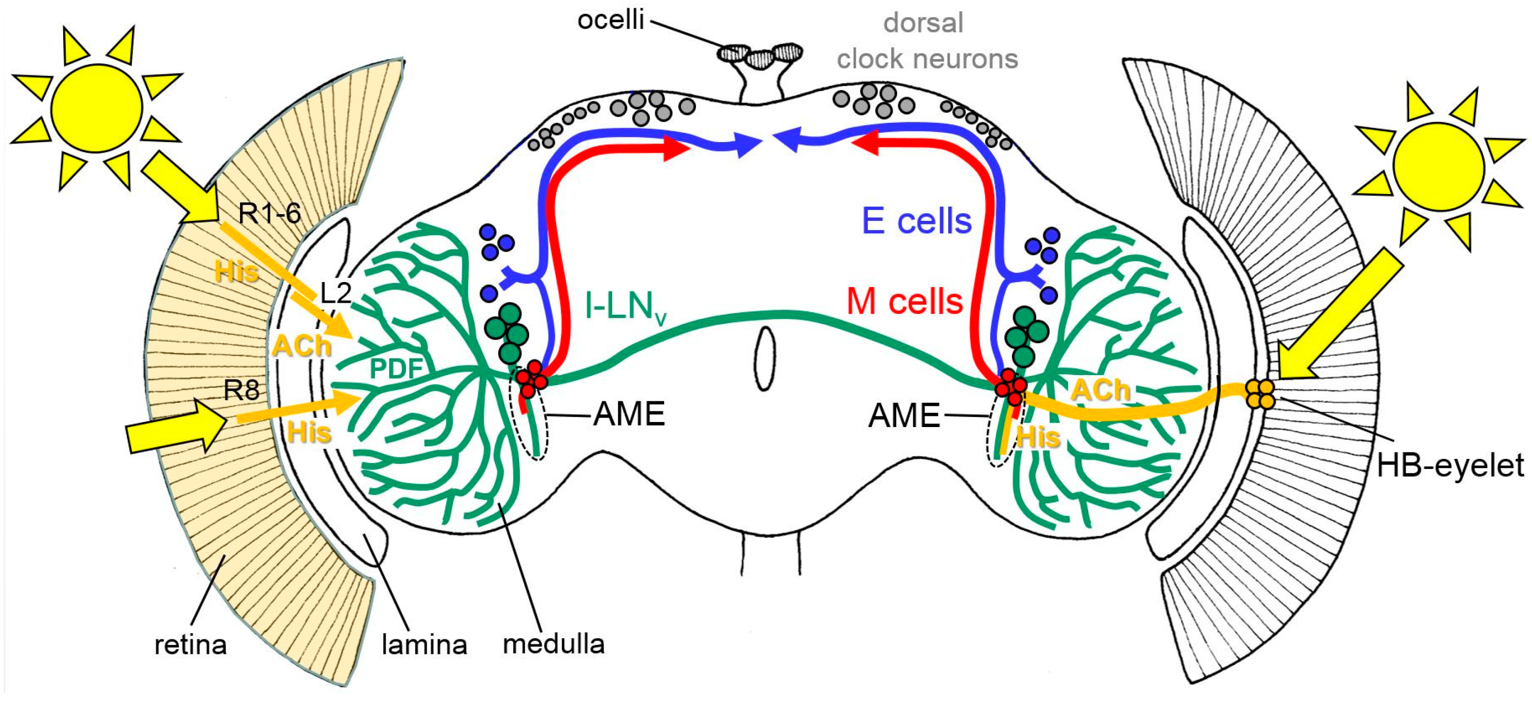 Biology 08 00006 g002