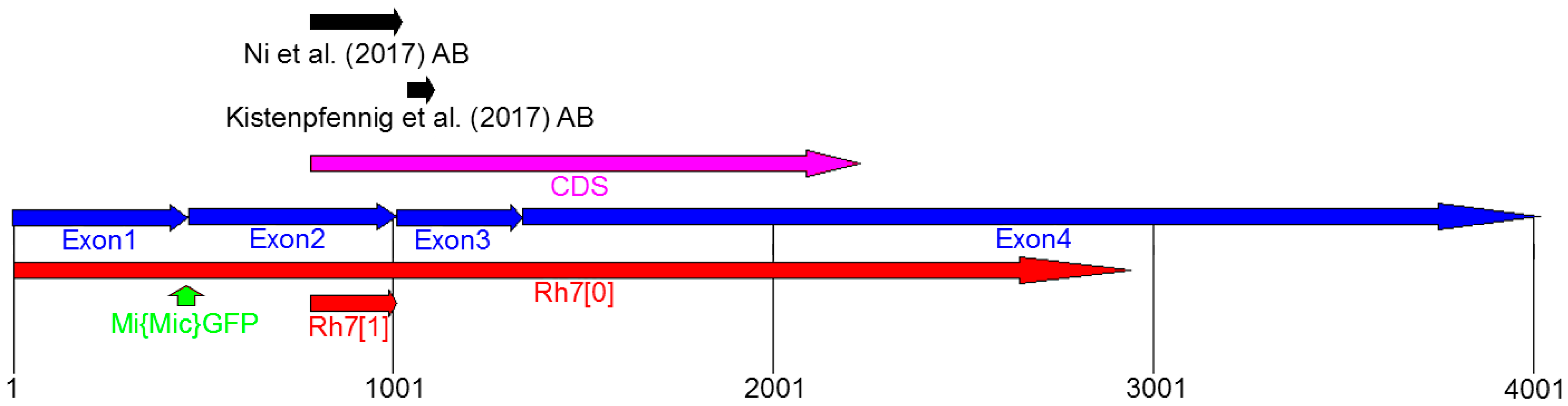 Biology 08 00006 g003