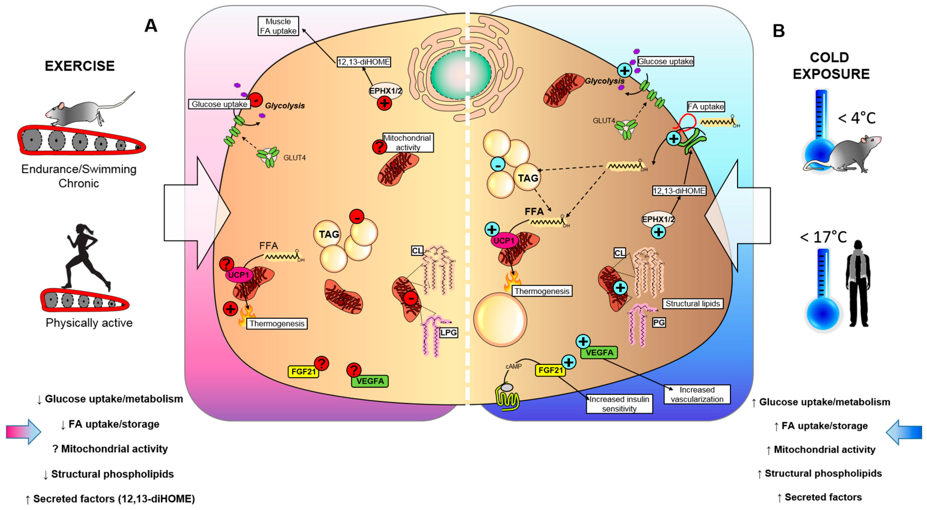 Biology 08 00009 g001 Biology 08 00009 g001