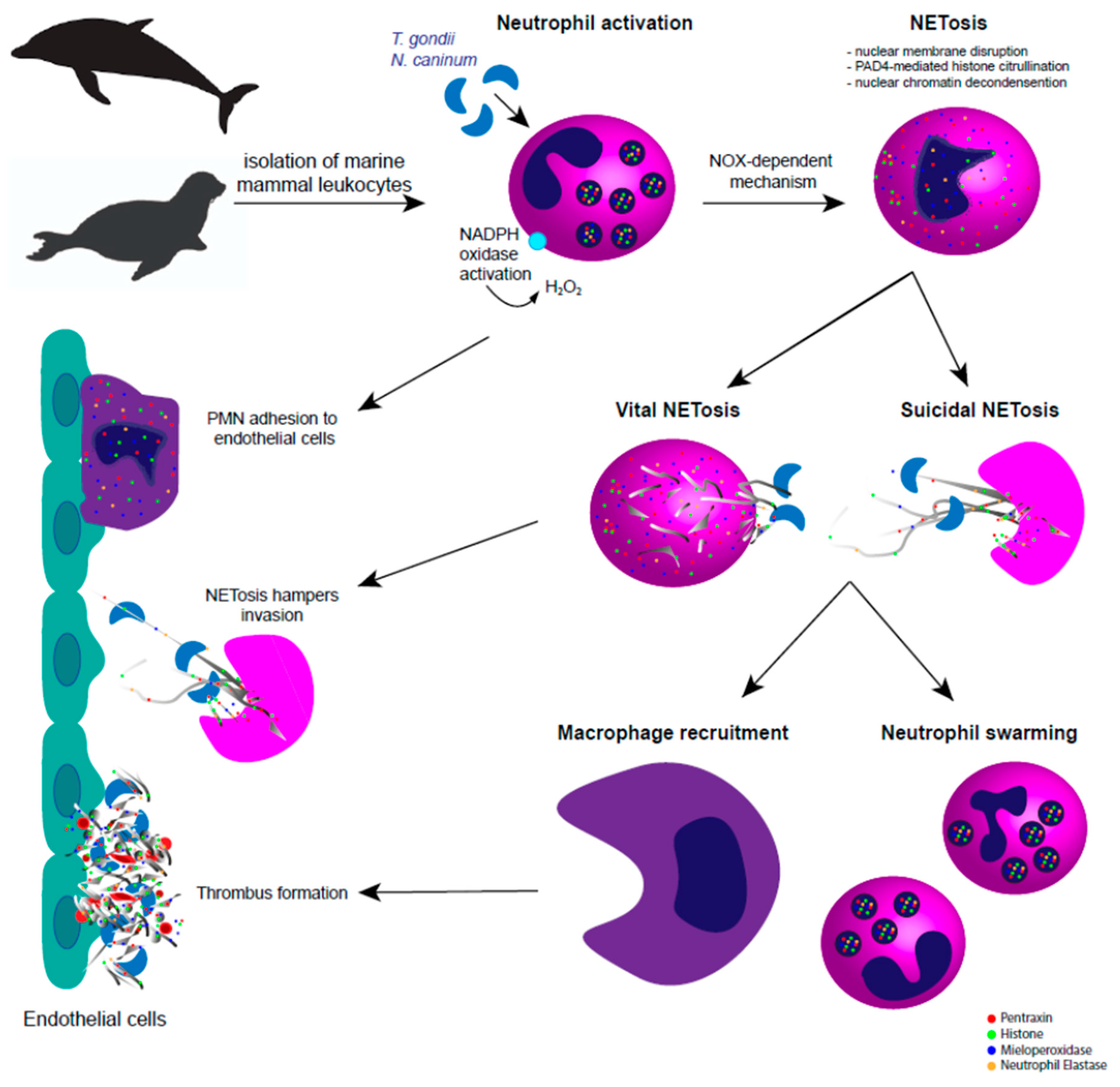 Biology 08 00012 g001 Biology 08 00012 g001