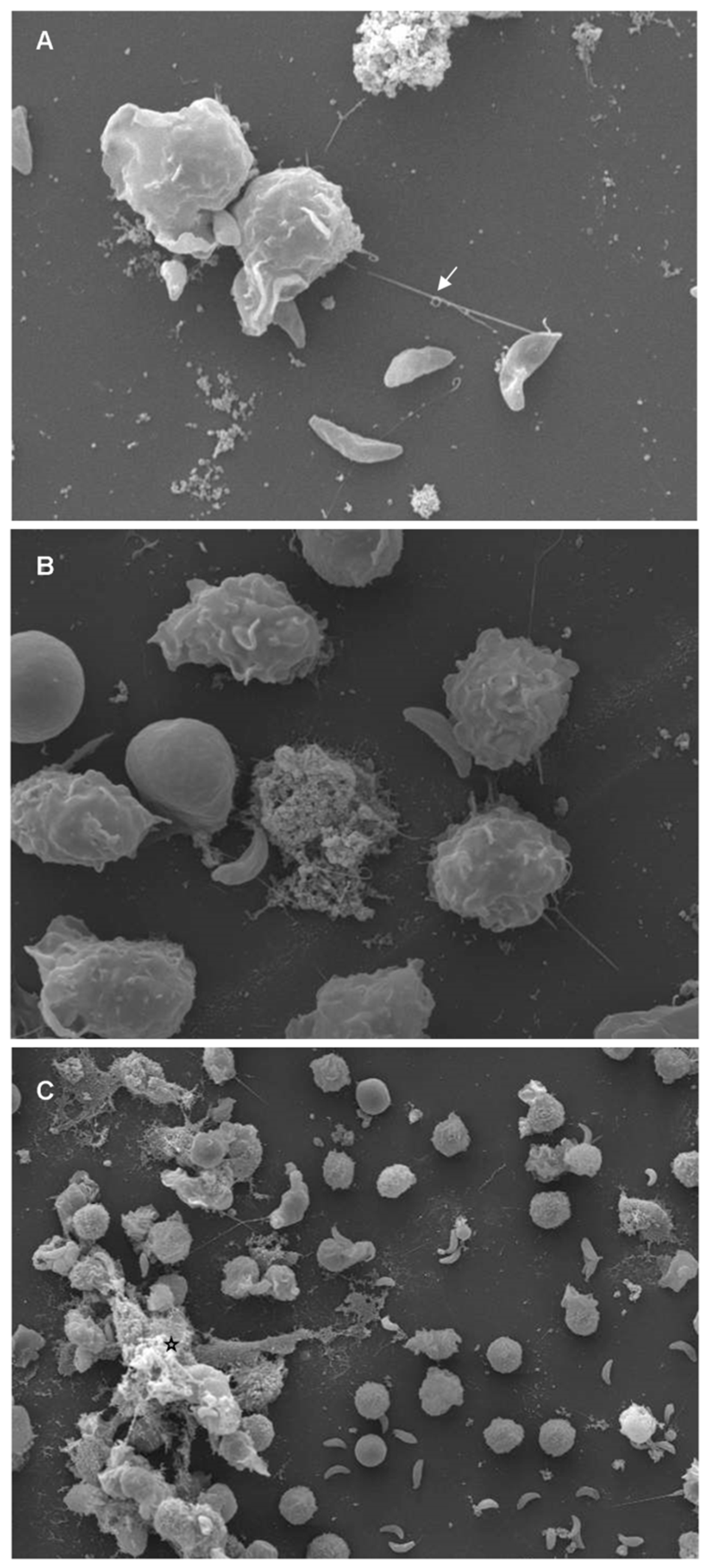Biology 08 00012 g002 Biology 08 00012 g002