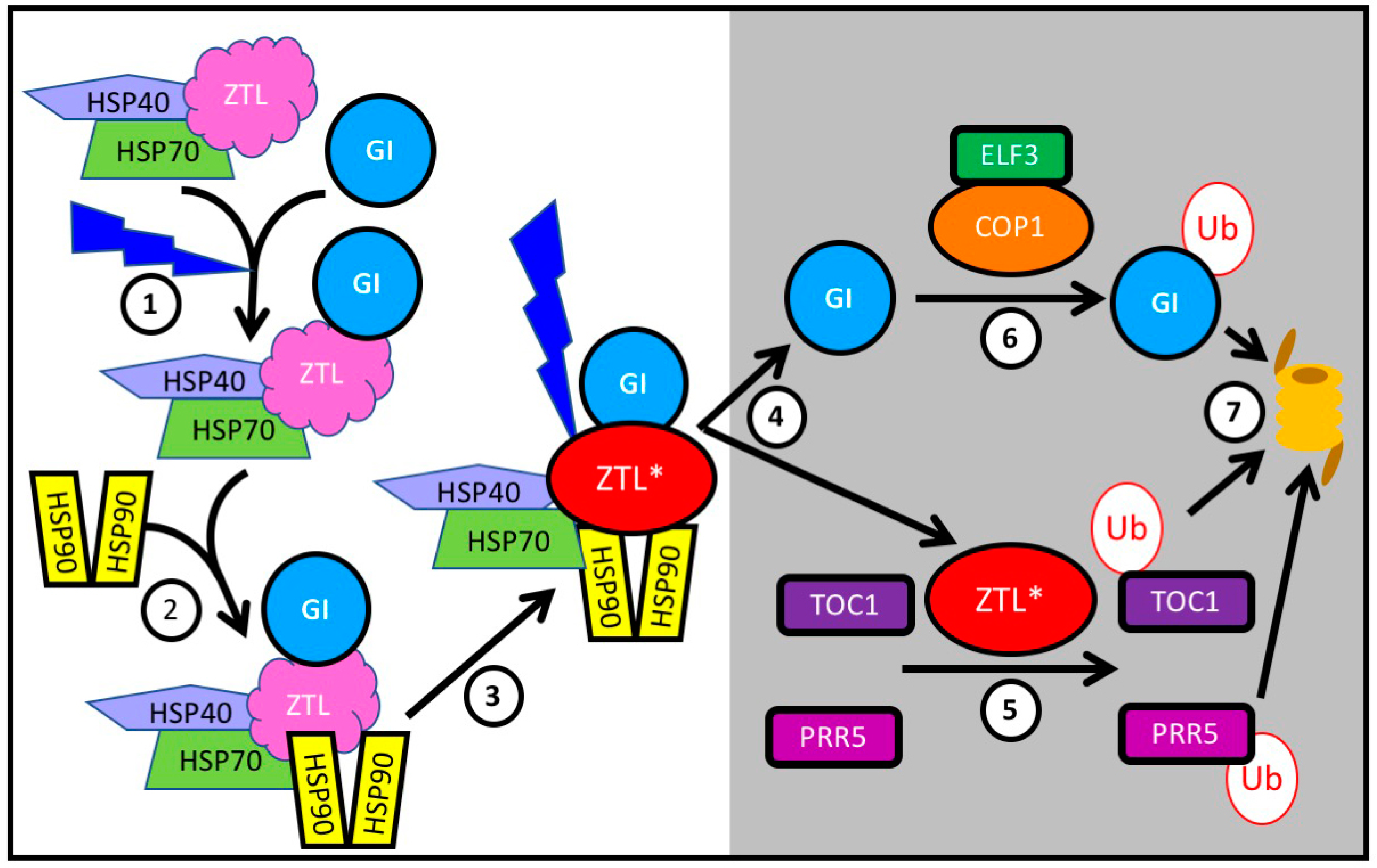 Biology 08 00014 g002