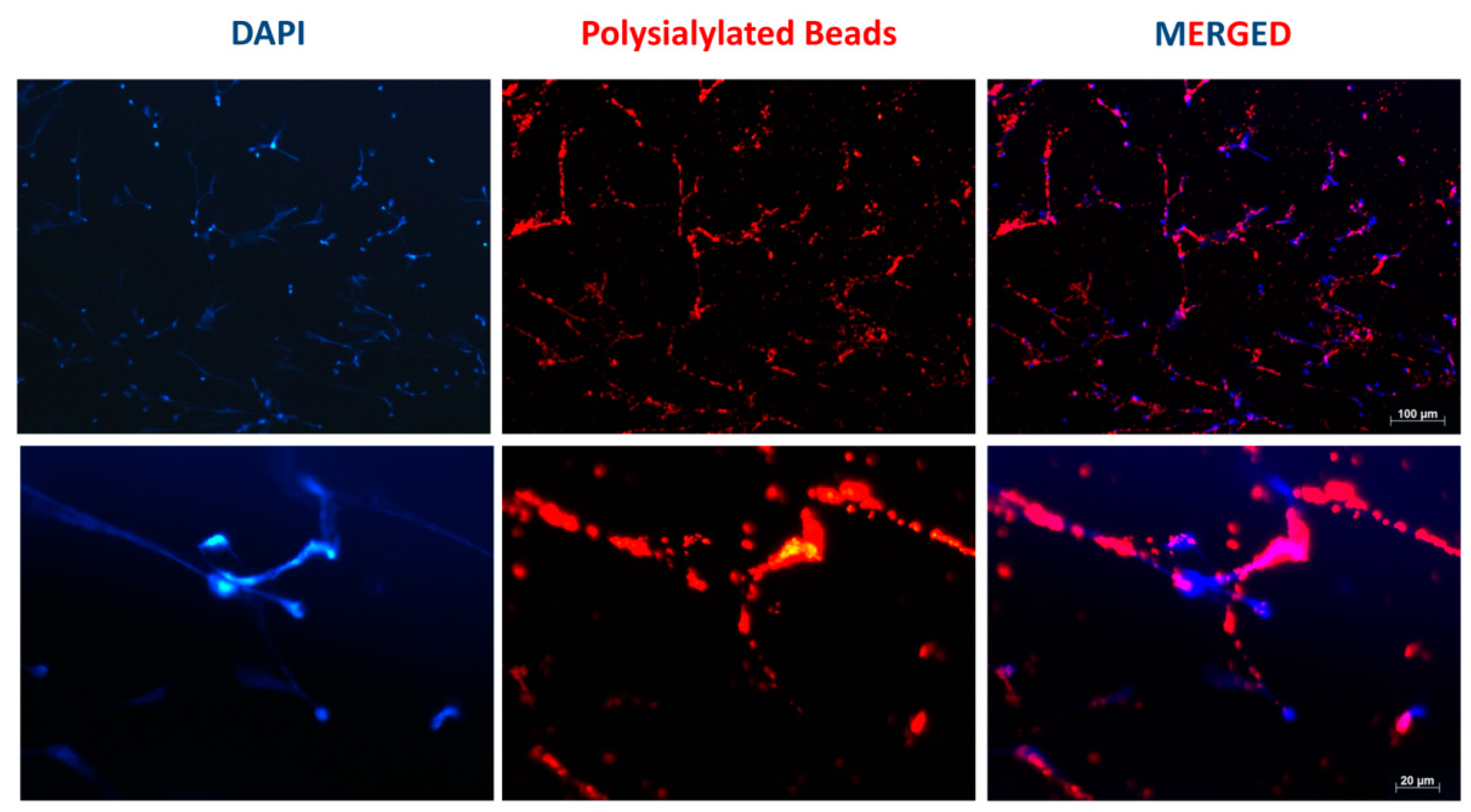 Biology 08 00020 g001