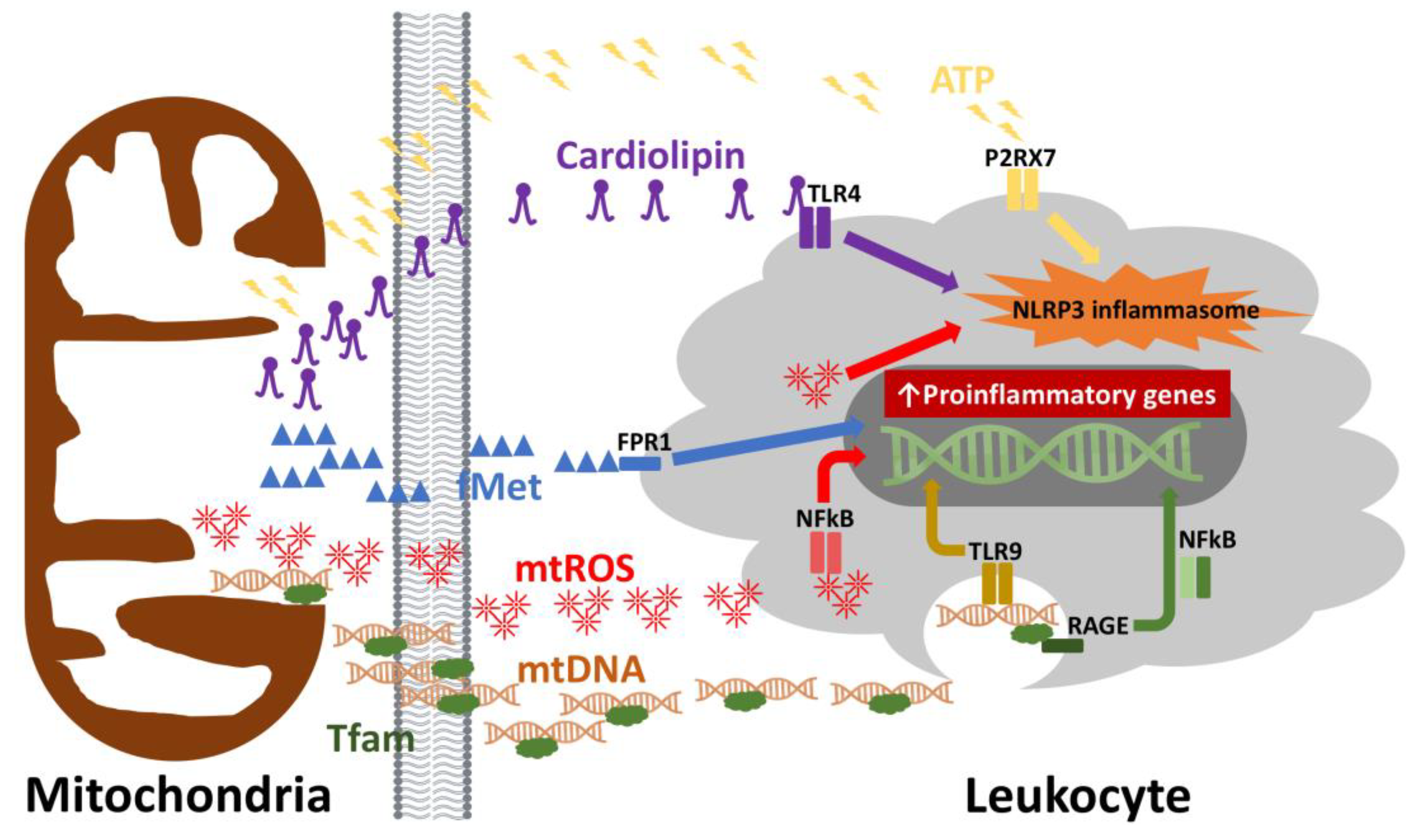 Biology 08 00026 g001 Biology 08 00026 g001