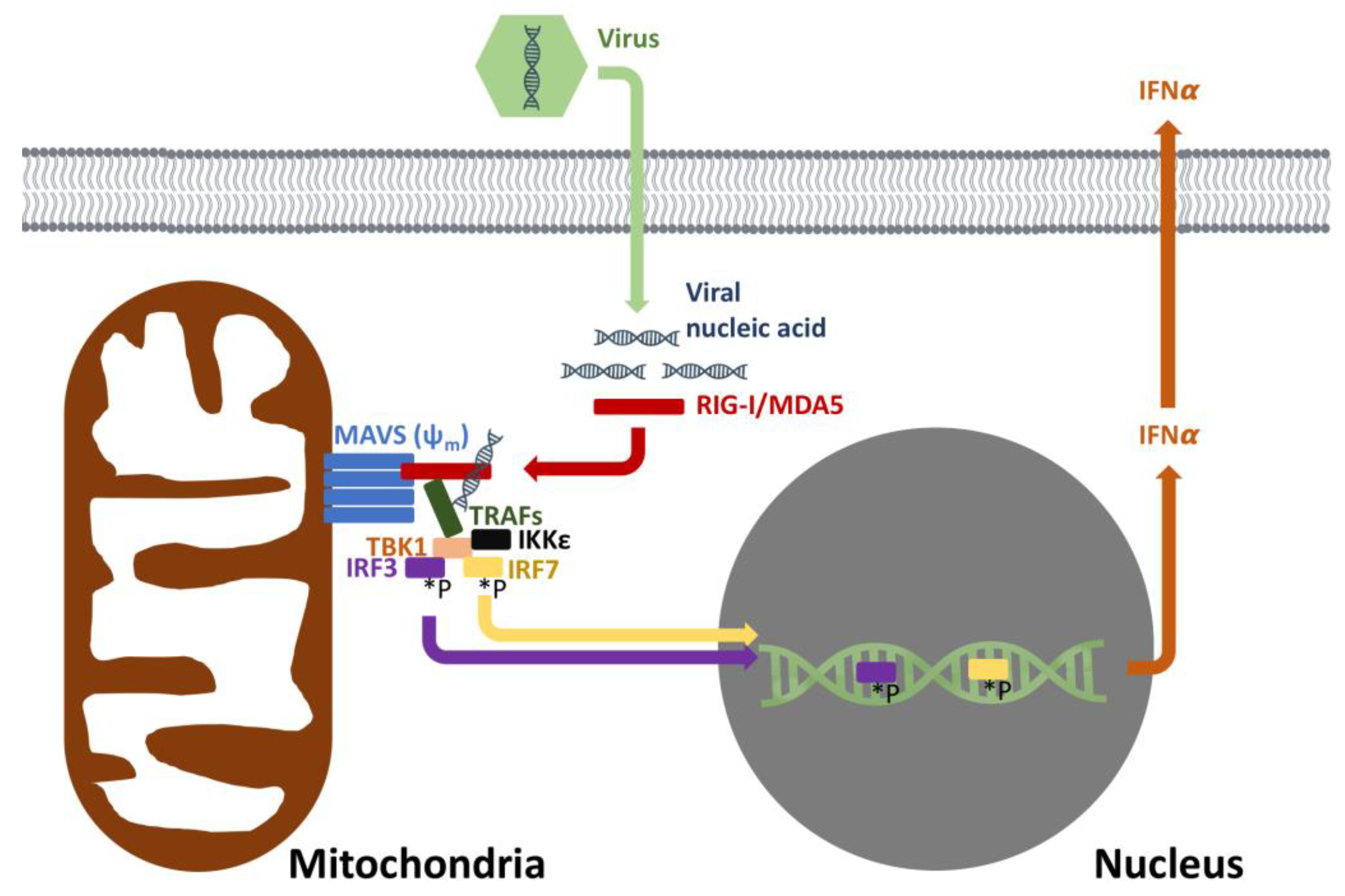 Biology 08 00026 g002 Biology 08 00026 g002