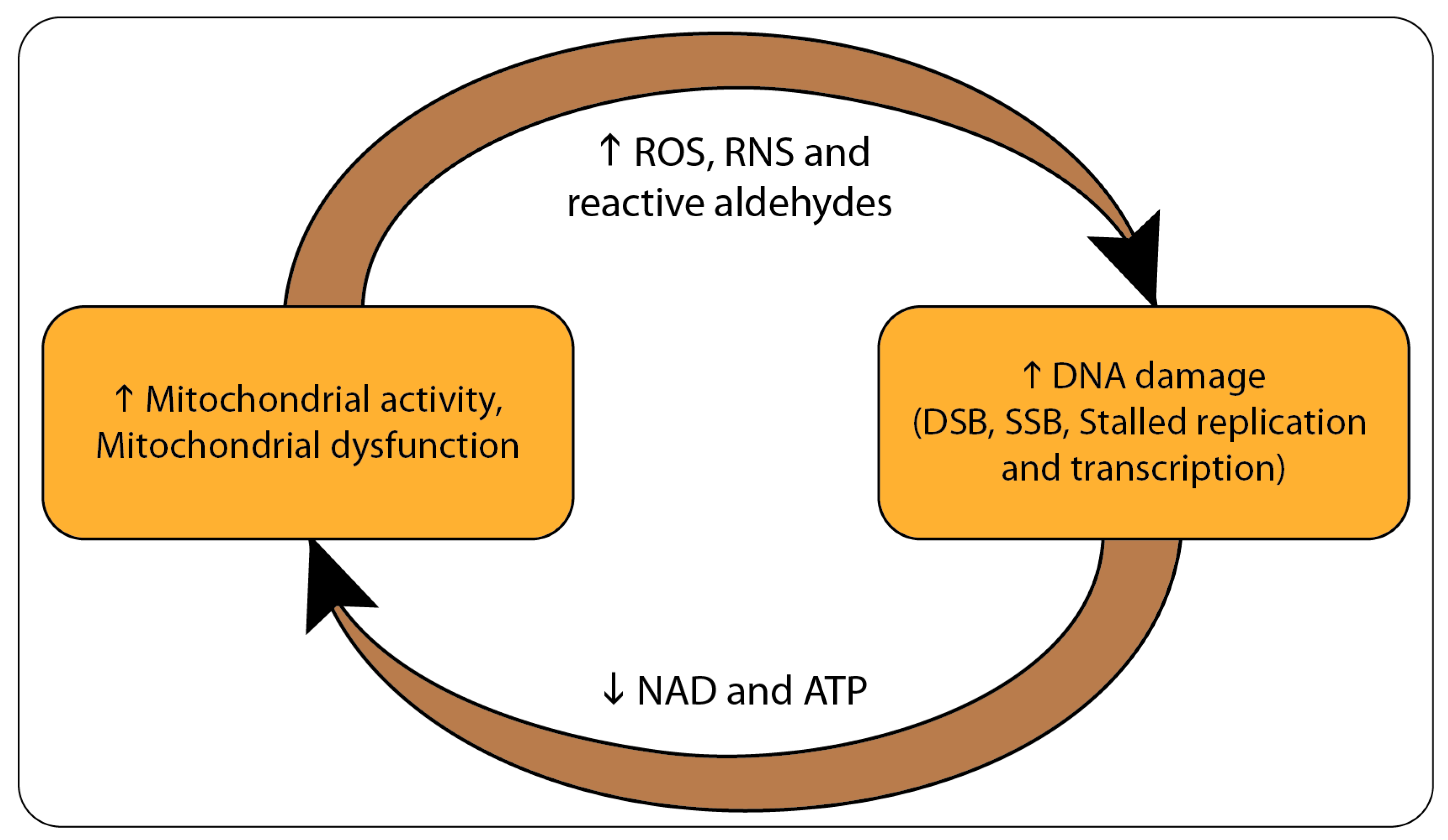 Biology 08 00035 g001