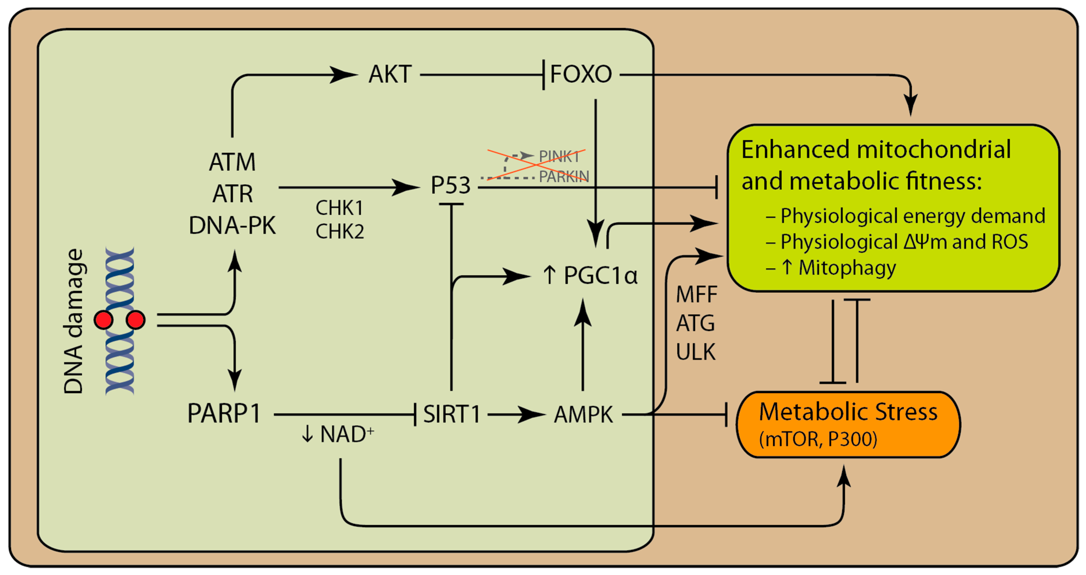 Biology 08 00035 g002
