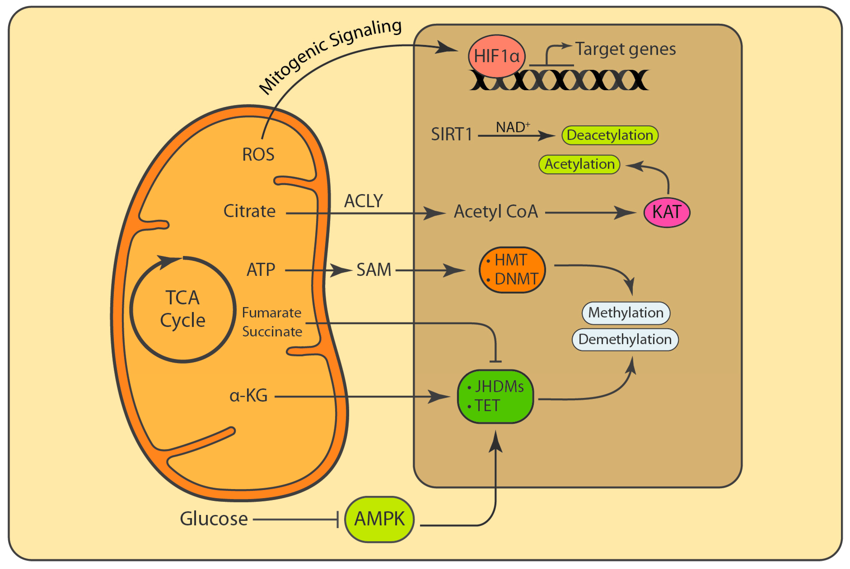 Biology 08 00035 g003