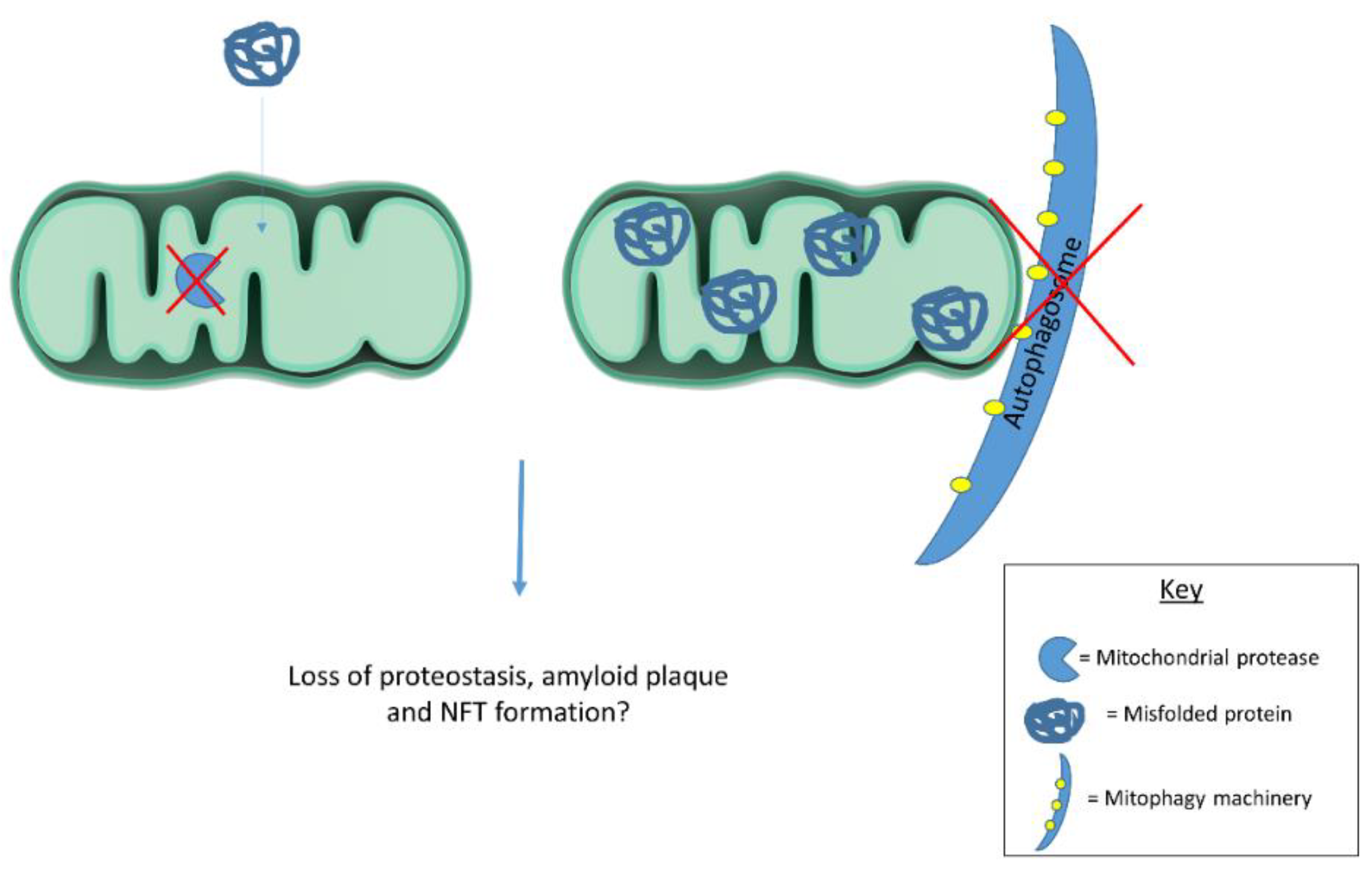Biology 08 00039 g001