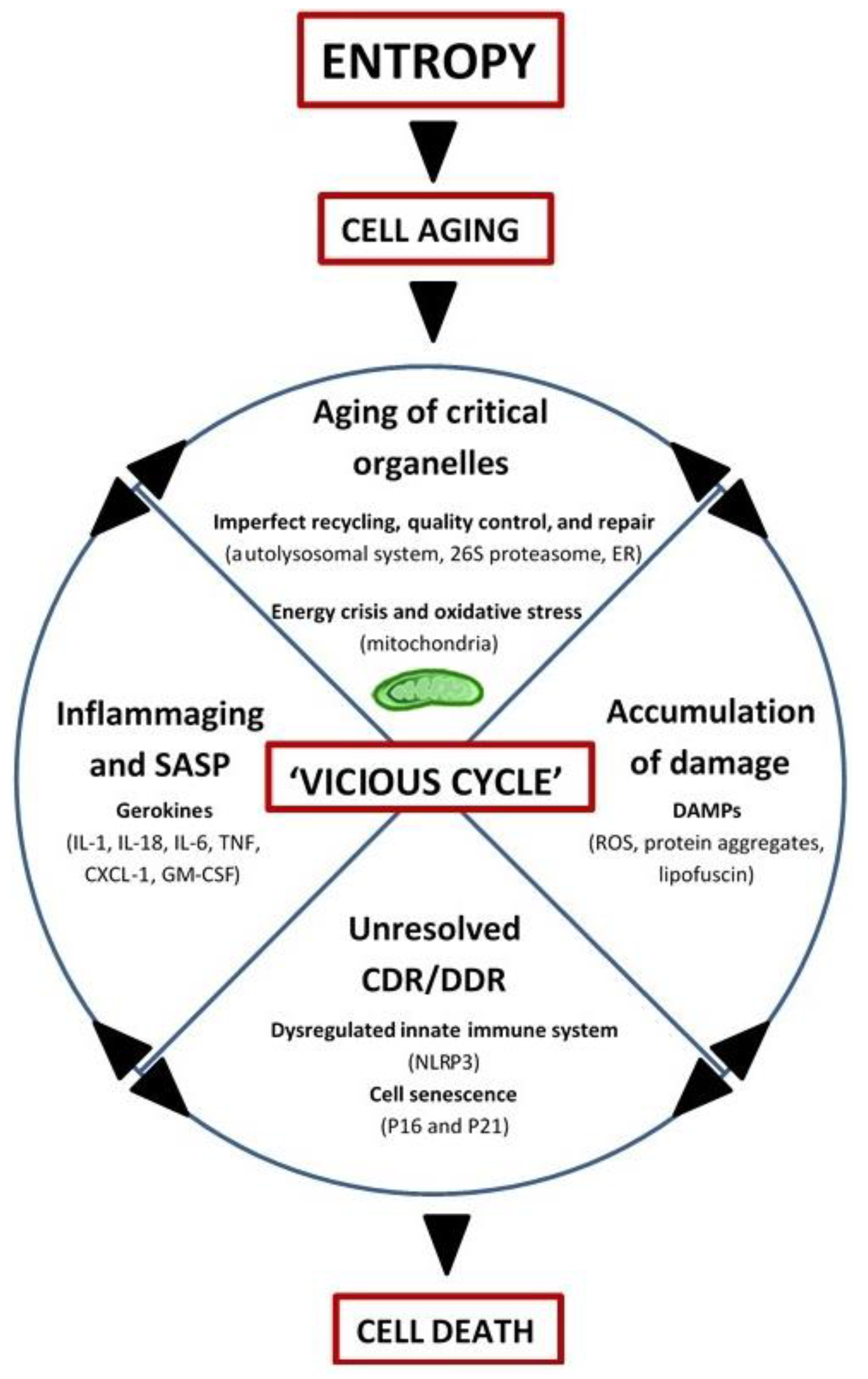 Biology 08 00040 g002 Biology 08 00040 g002