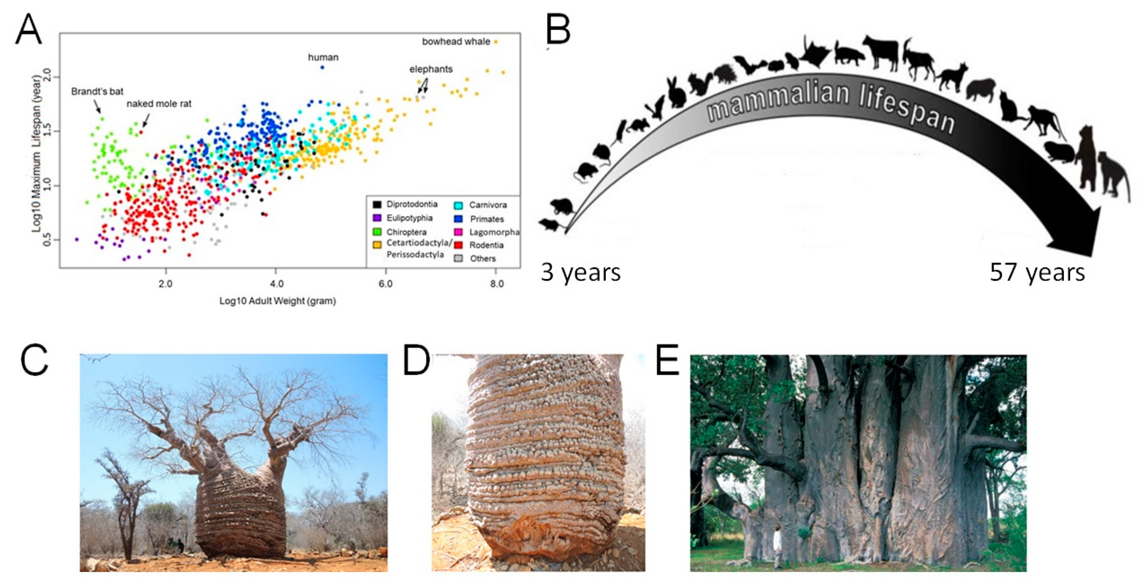 Biology 08 00043 g001