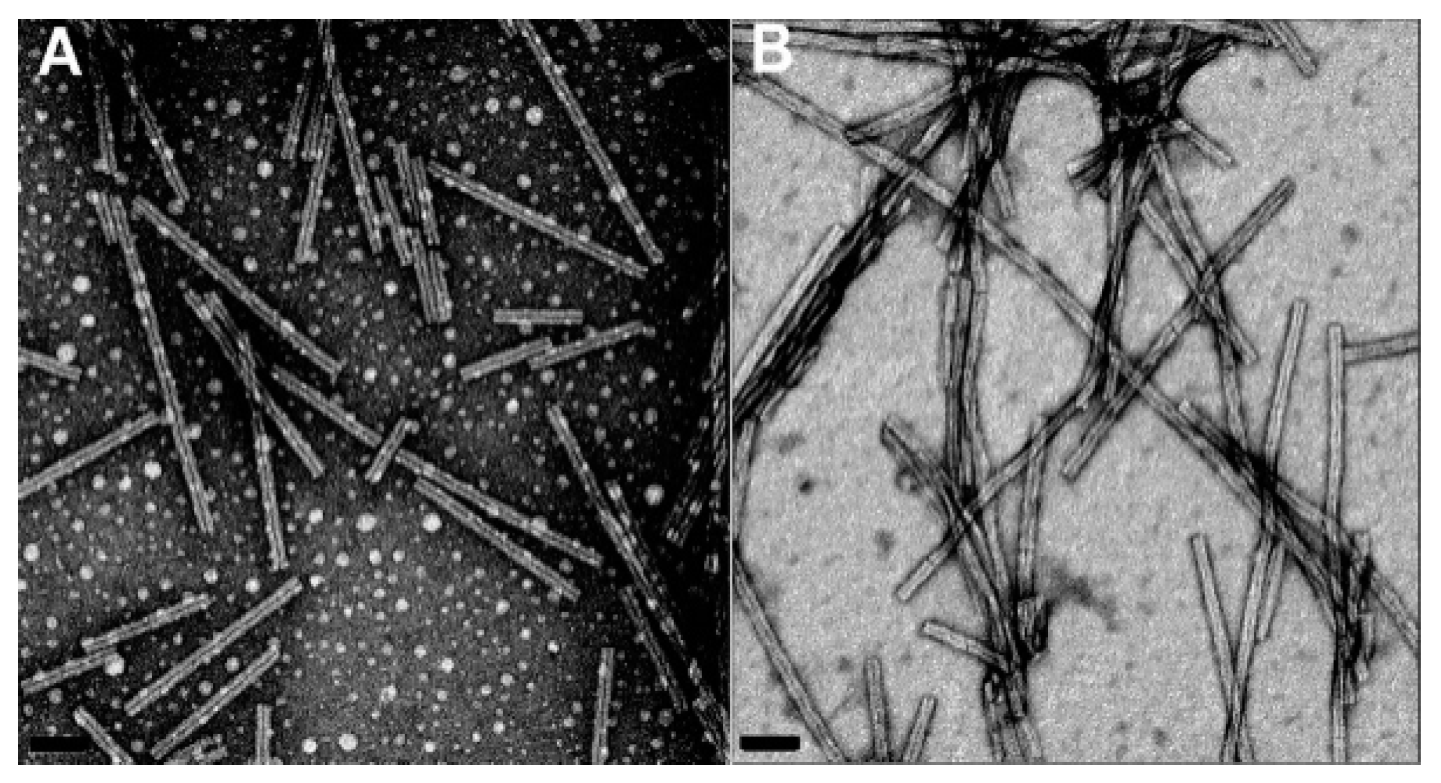 Biology 08 00043 g002