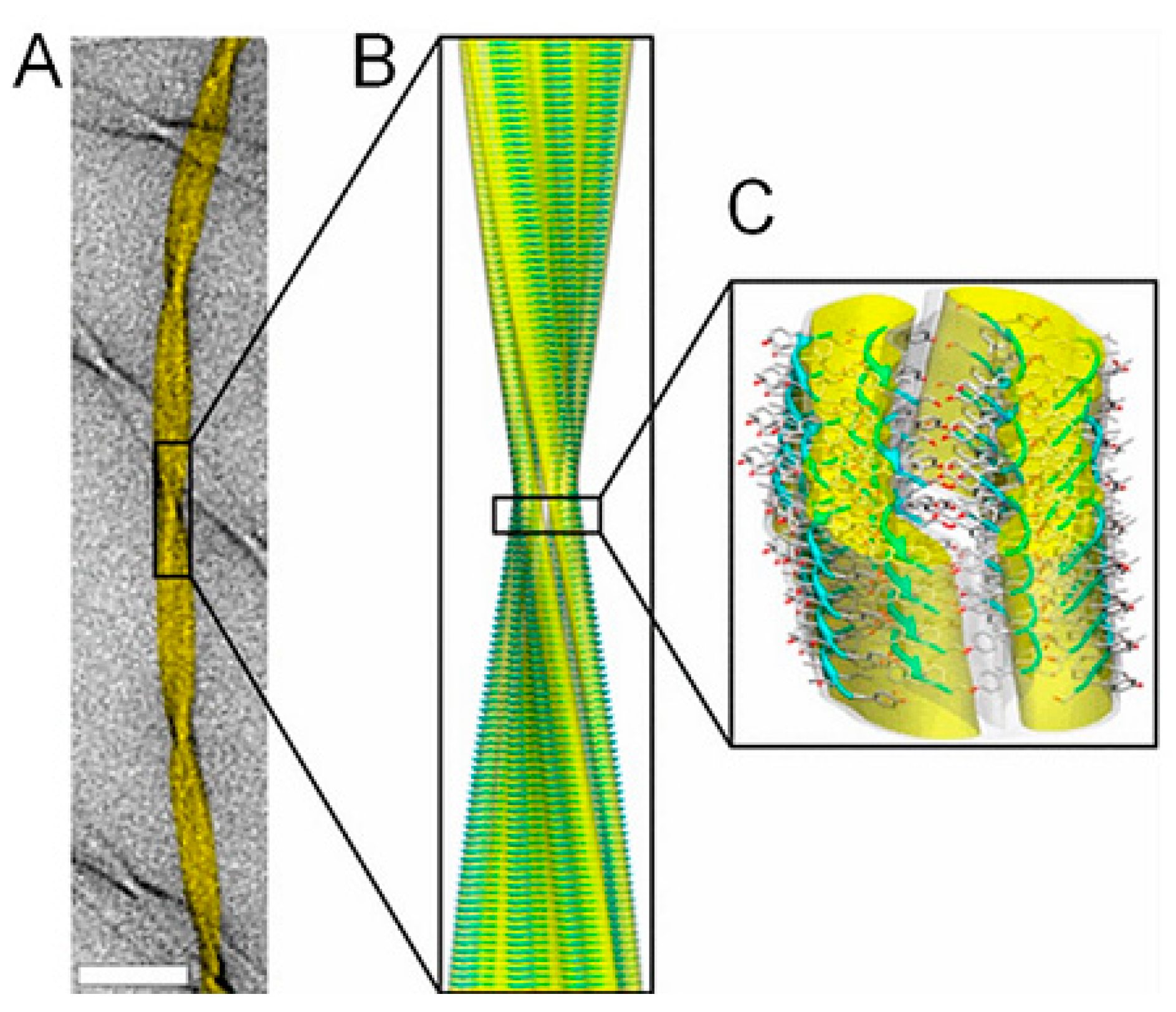 Biology 08 00043 g003