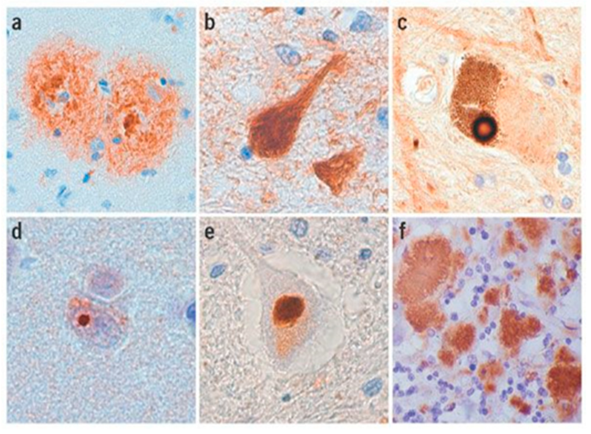 Biology 08 00043 g004