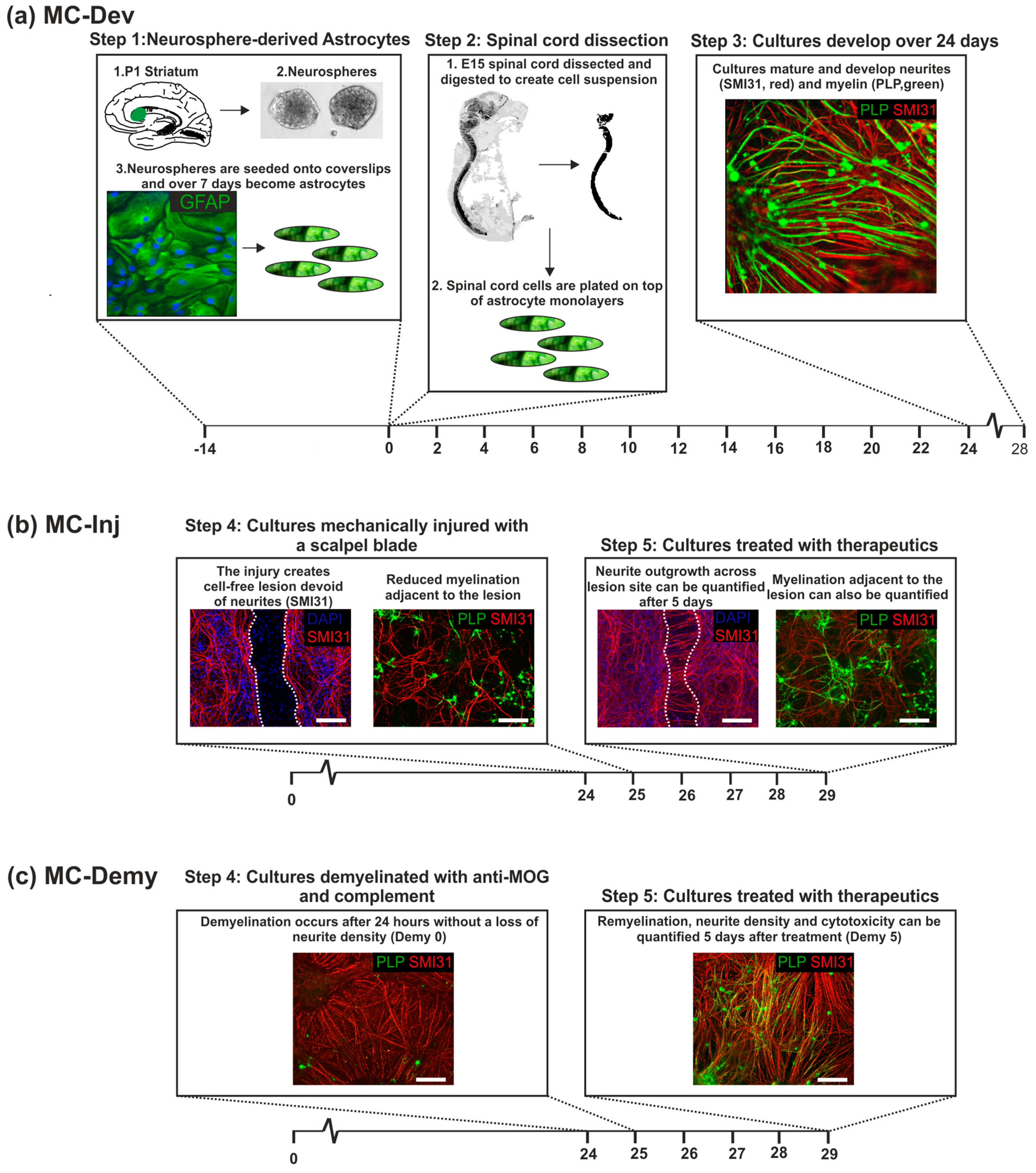 Biology 08 00052 g001