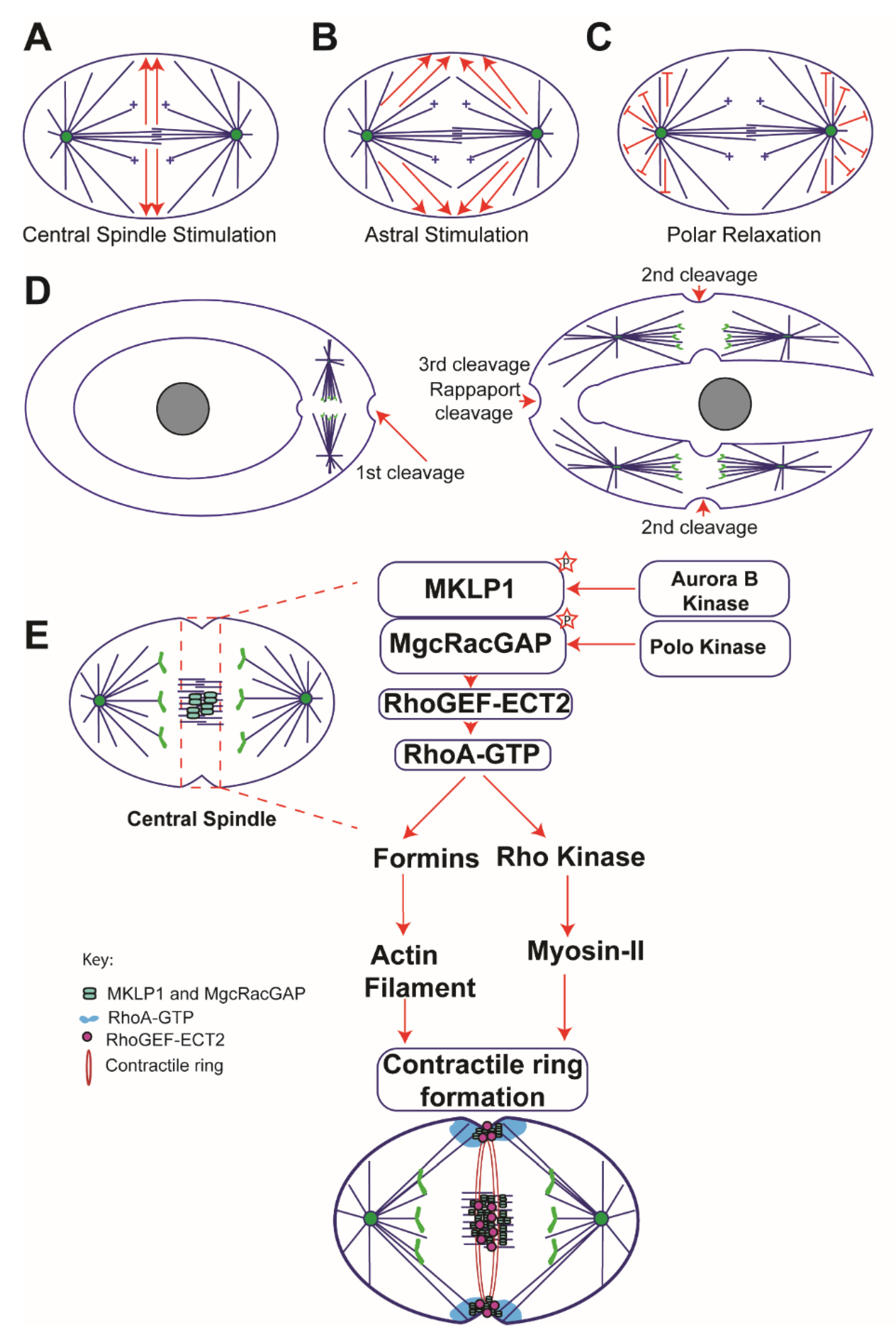 Biology 08 00055 g001