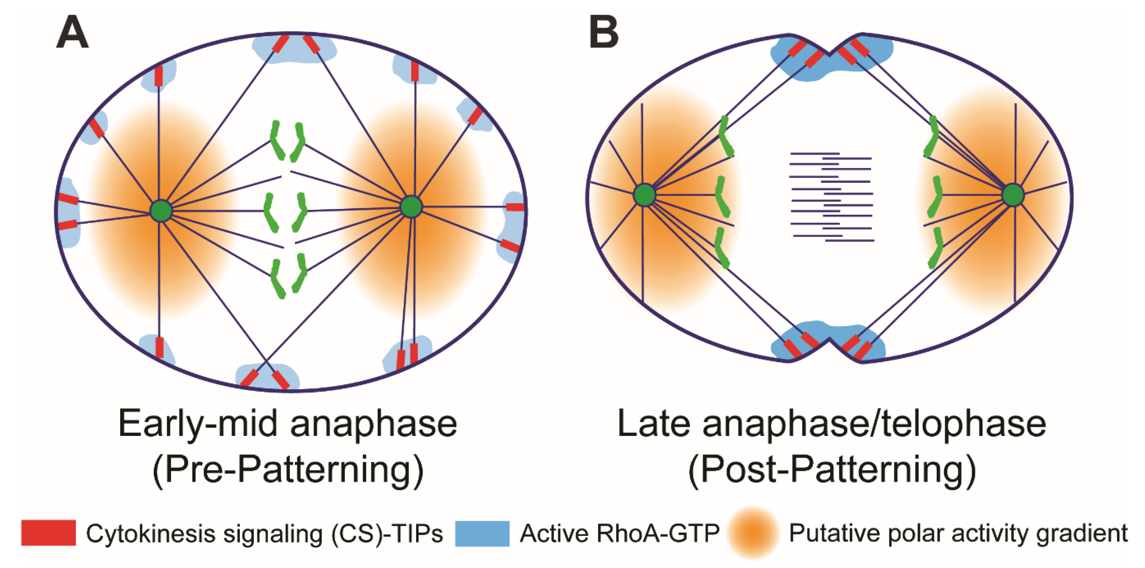 Biology 08 00055 g002