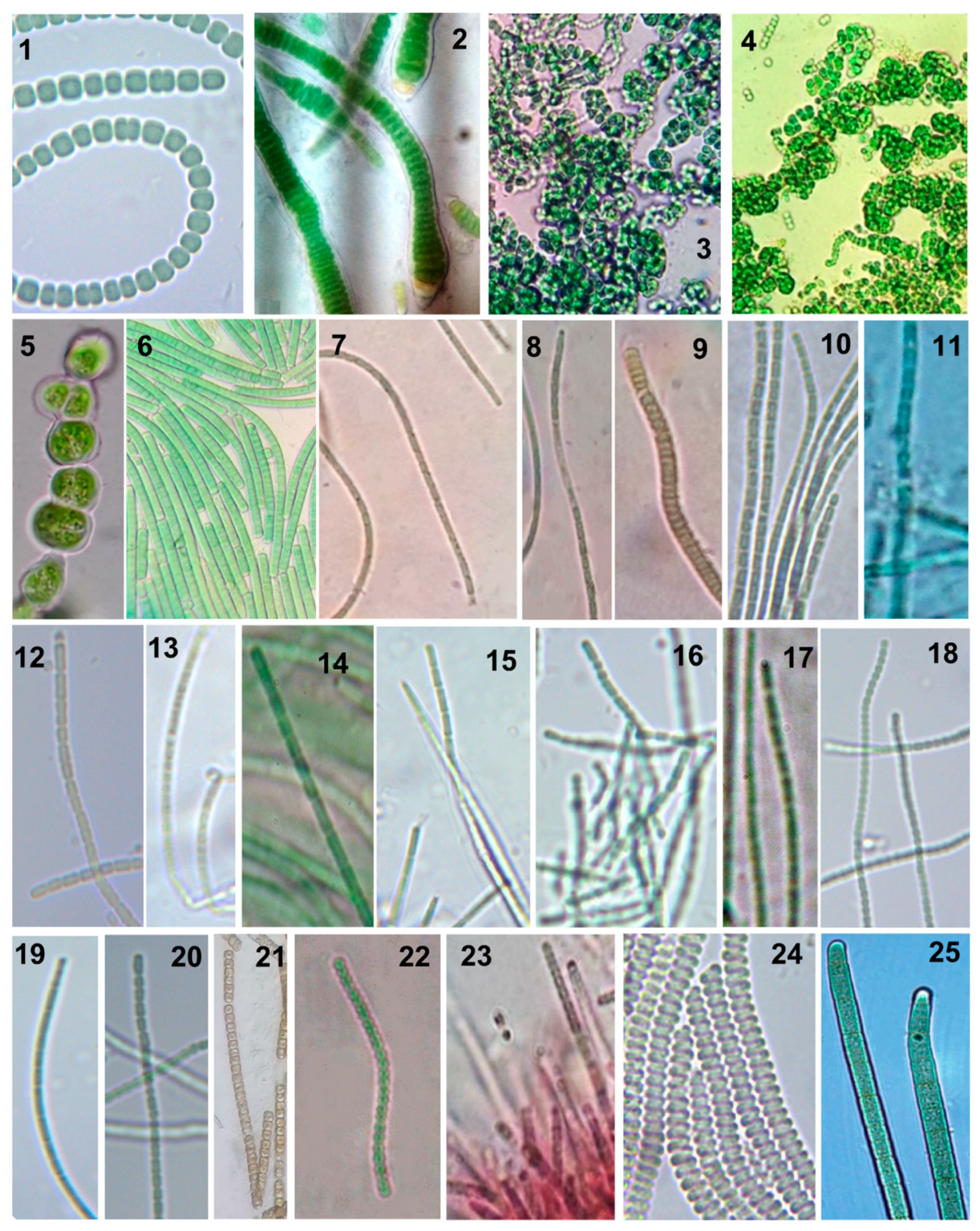 Biology 08 00059 g002 Biology 08 00059 g002